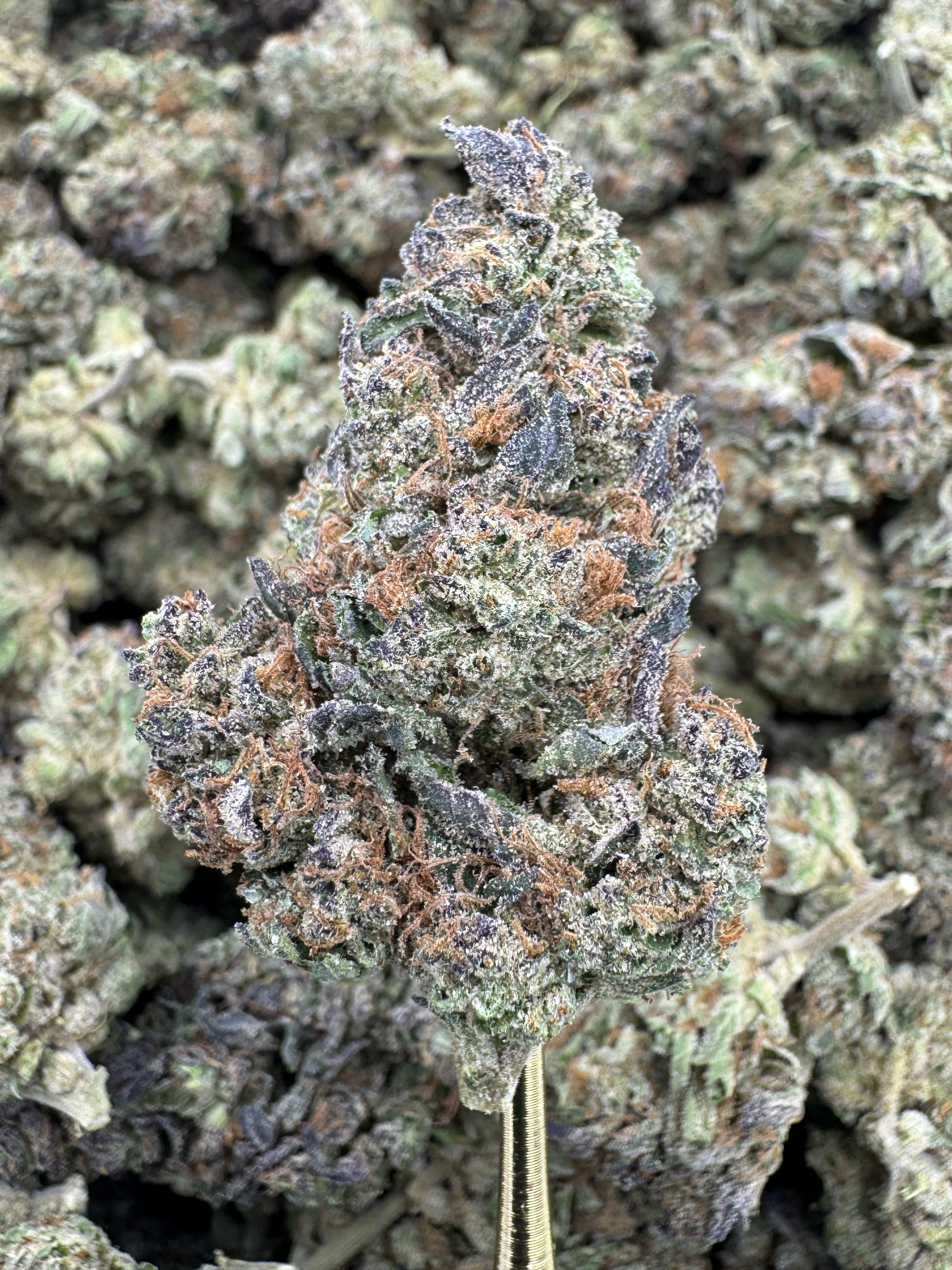 Blueberry Eclair - THCA BULK Flower - Indoor