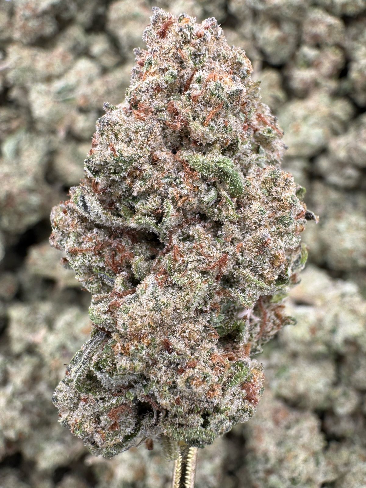 Blueberry Muffin - THCA BULK Flower - Greenhouse