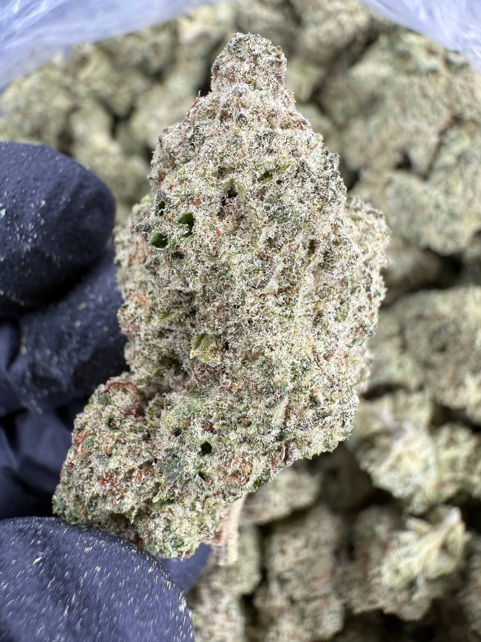 Blueberry Muffin - THCA BULK FLOWER -AAA
