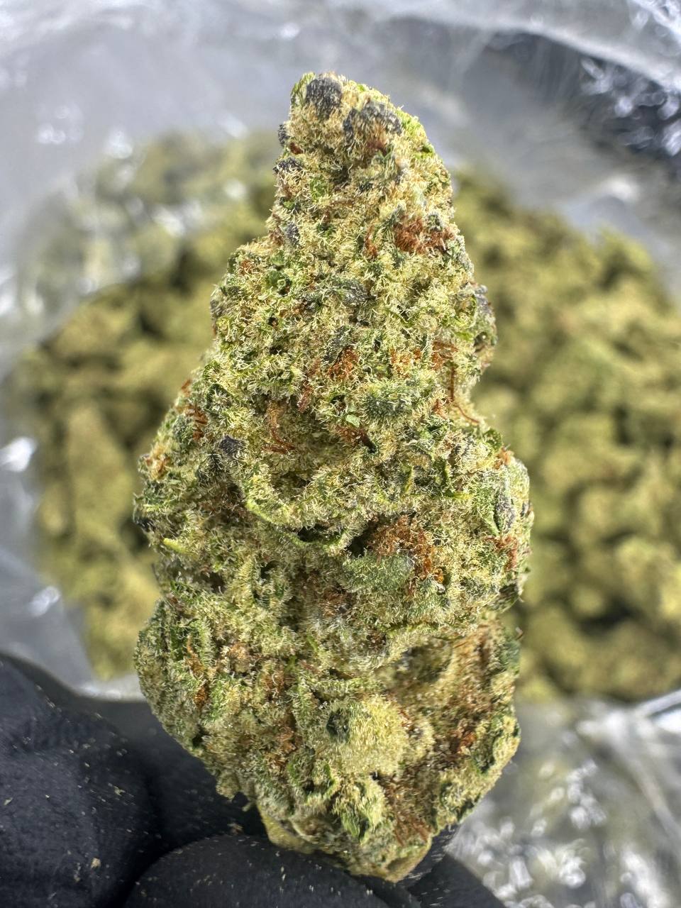 Blueberry Muffin - THCA BULK FLOWER -AAA