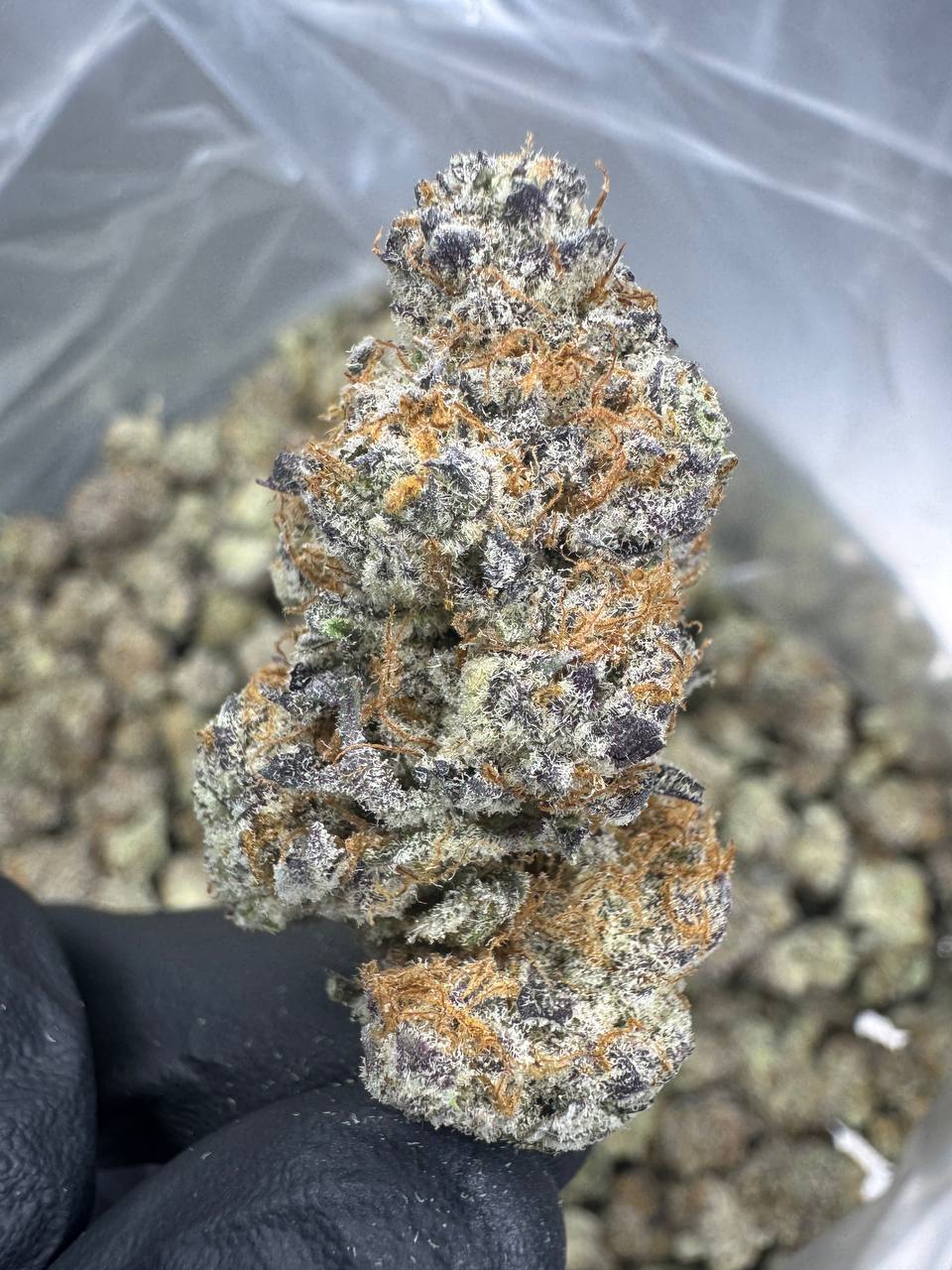 Blueberry Muffin - THCA BULK FLOWER - EXOTIC INDOOR