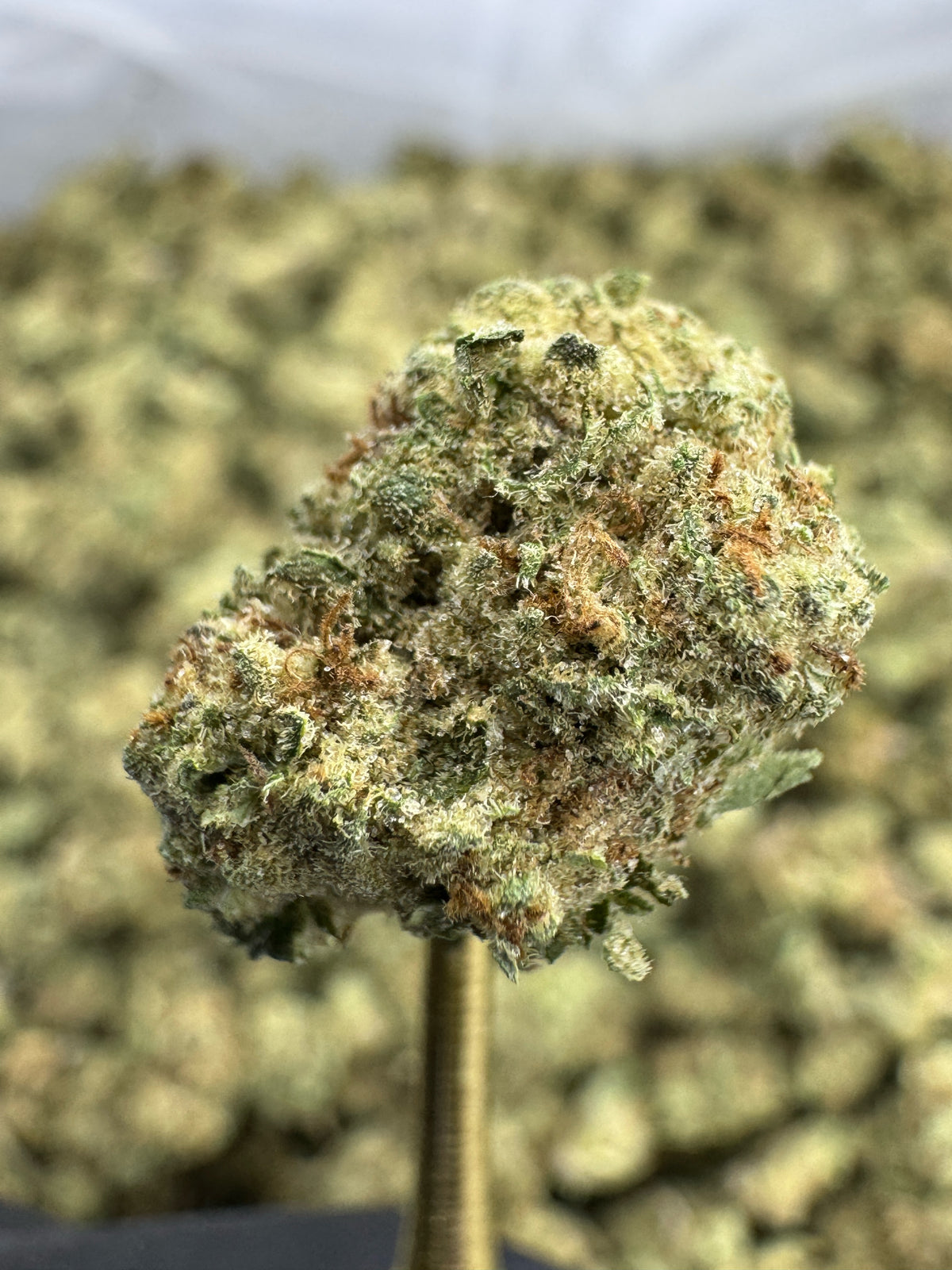 Blueberry Muffin - THCA Flower - Indoor Gold Nuggets