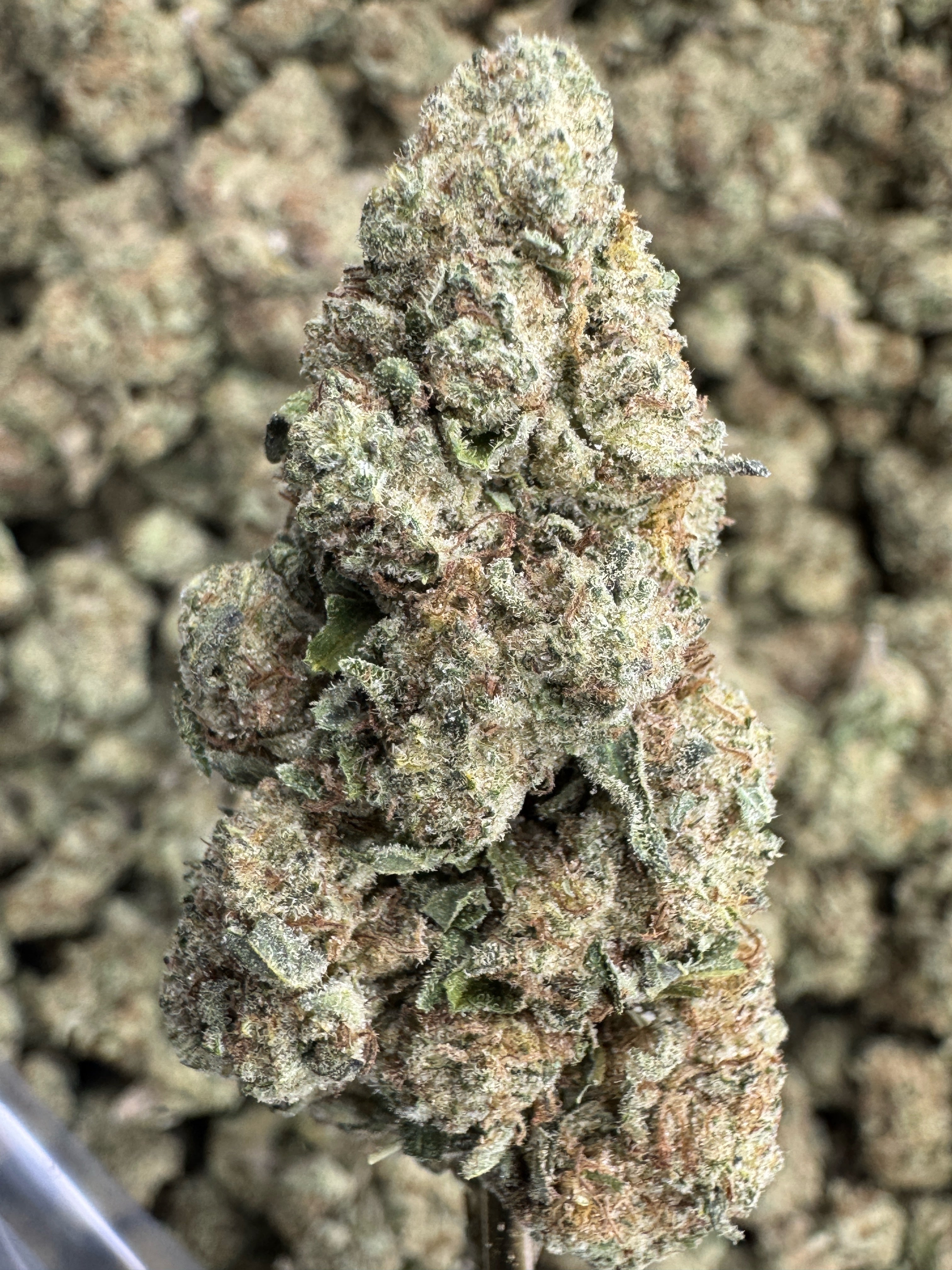Blueberry Muffin - THCA Flower - Indoor Top Cut