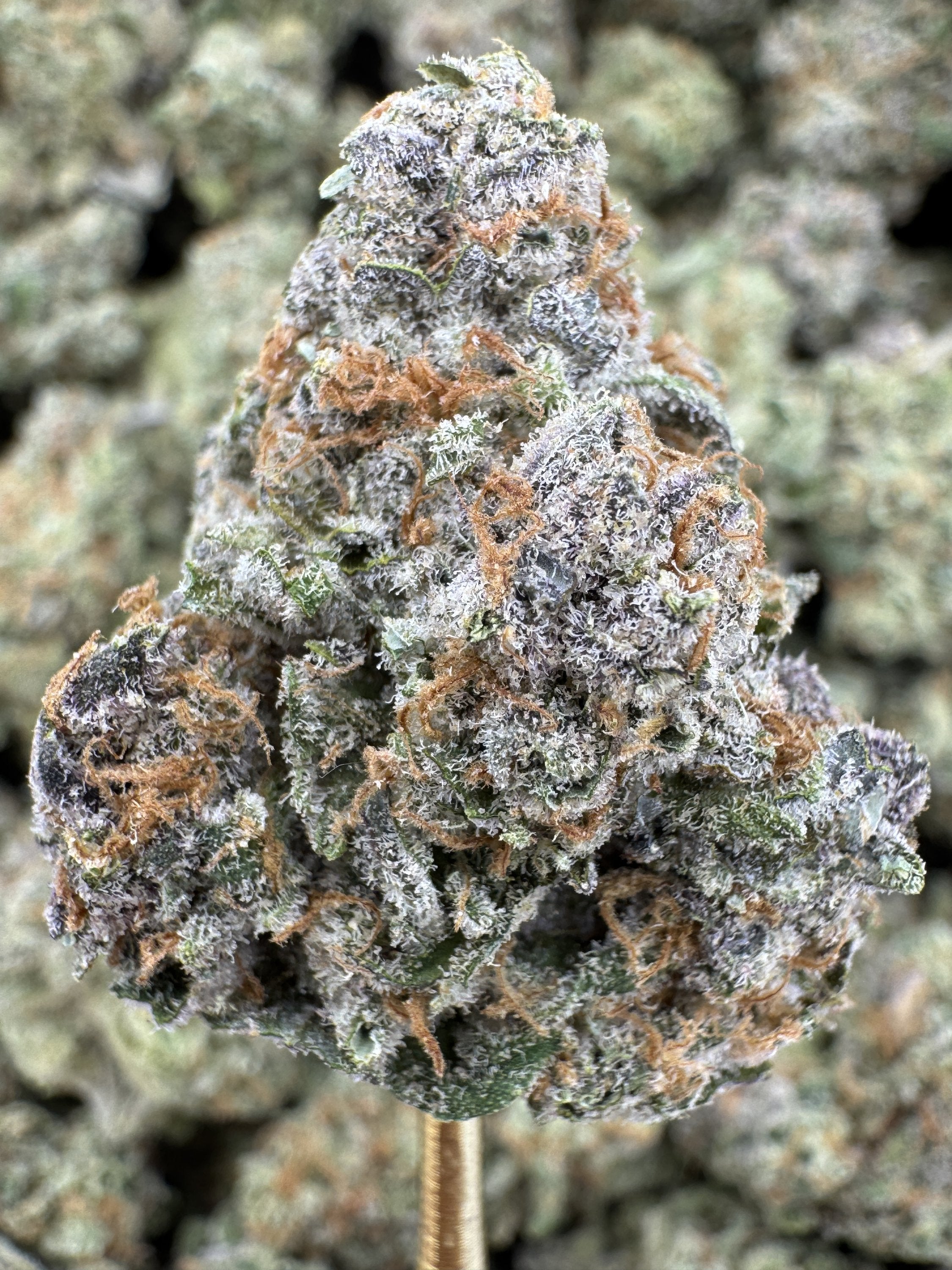 Blueberry Pancake - THCA BULK Flower - Indoor Exotic