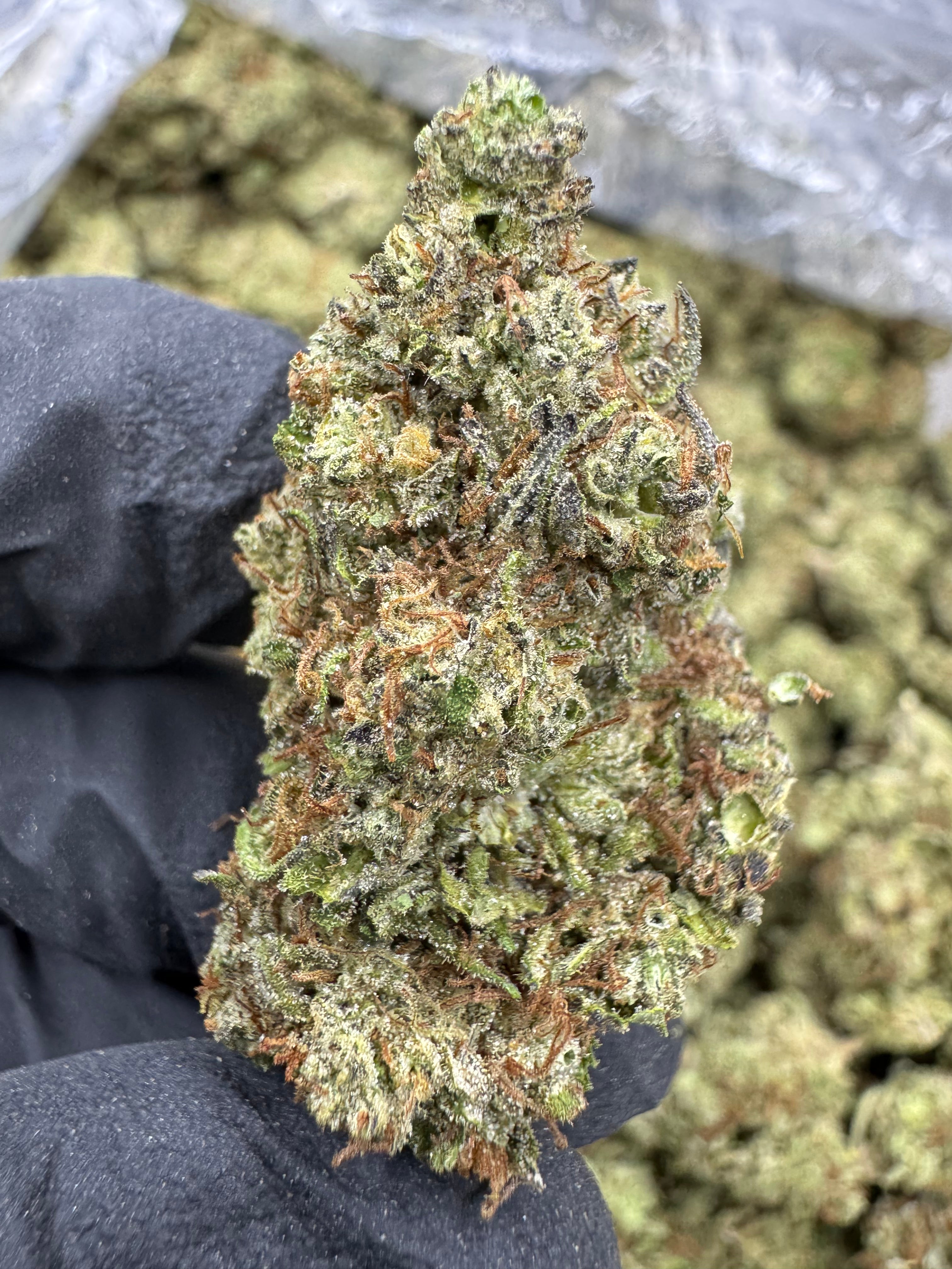 Bluenicorn - THCA BULK Flower - Greenhouse