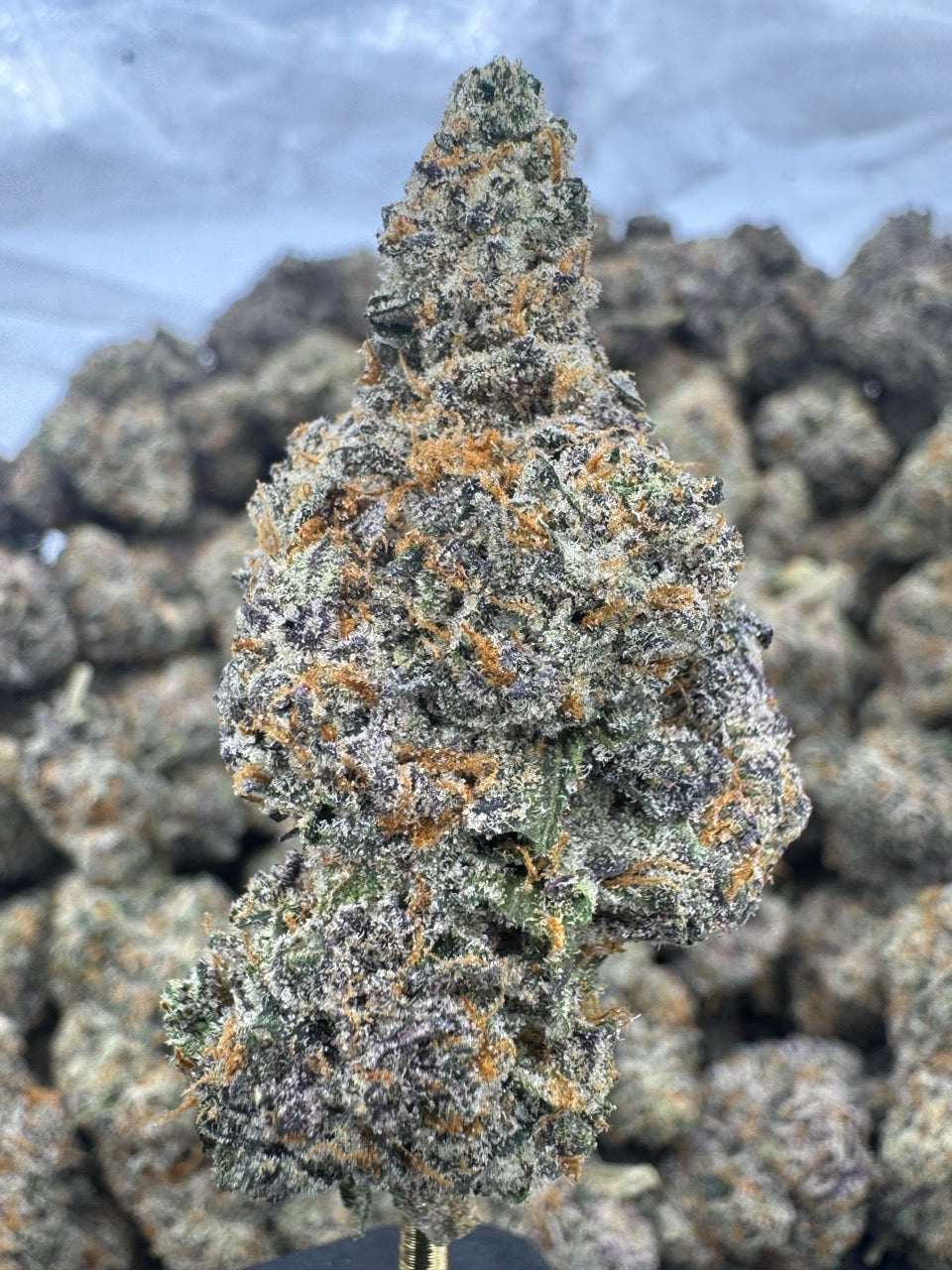 Bolo Runtz - THCA BULK Flower - Indoor Exotic