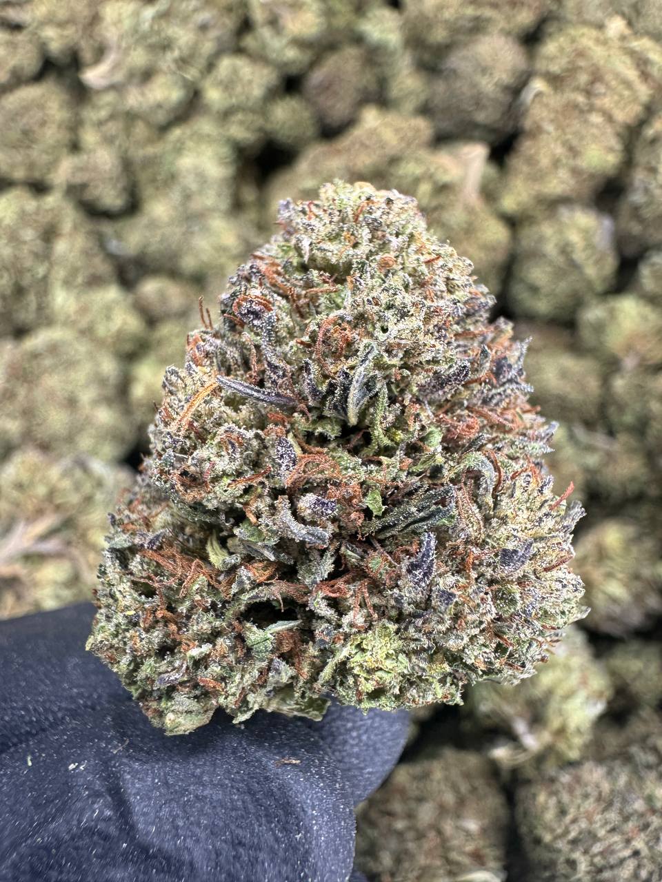 Bubba Kush - CBD BULK Flower - Sungrown