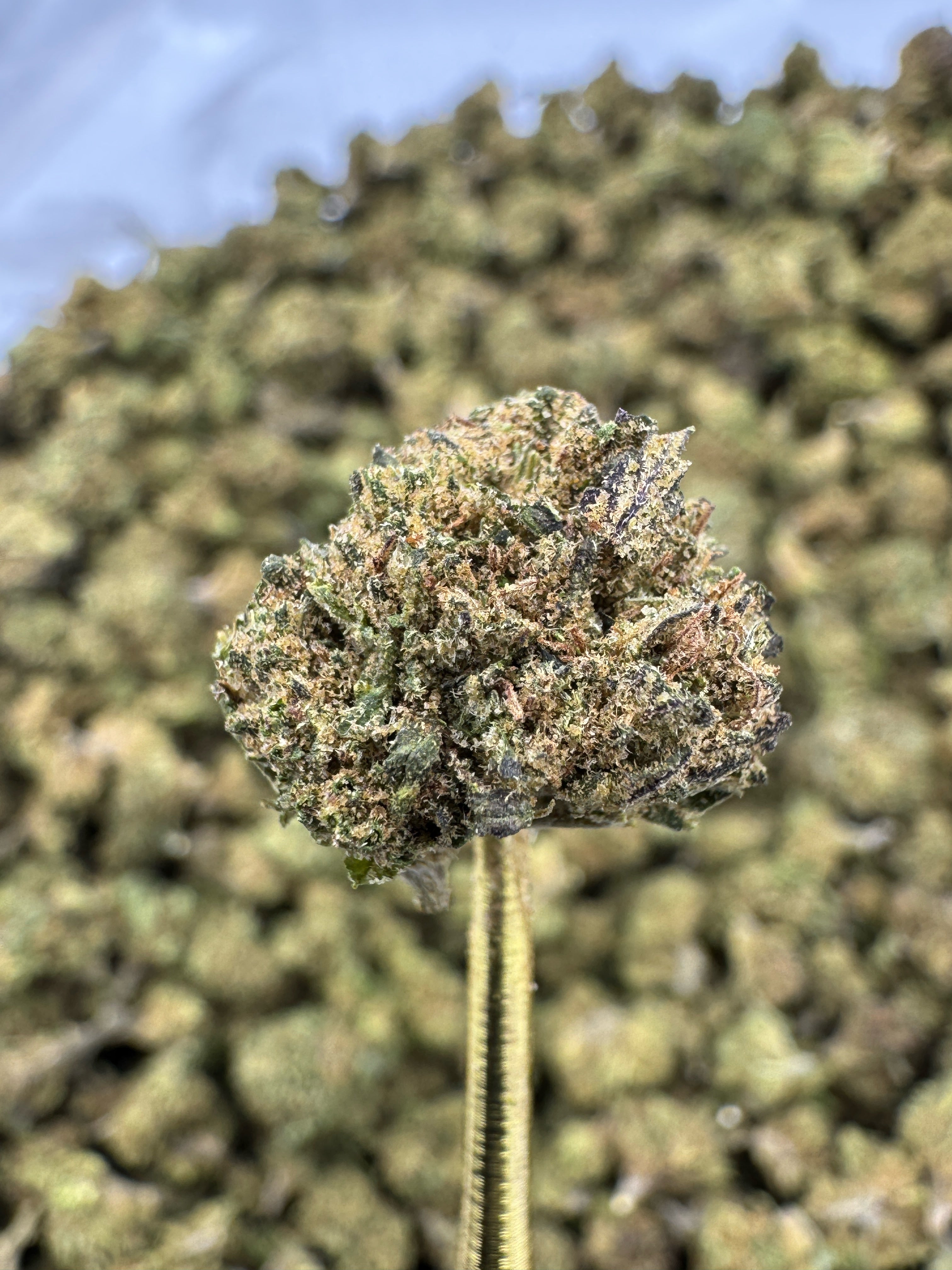 Bubba Kush - CBD Flower - Sungrown Gold Nuggets