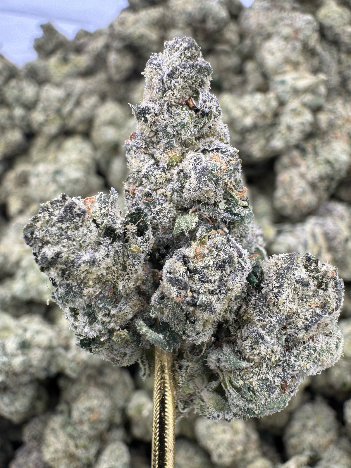 Cadillac Rainbow - THCA BULK Flower - Indoor Exotic