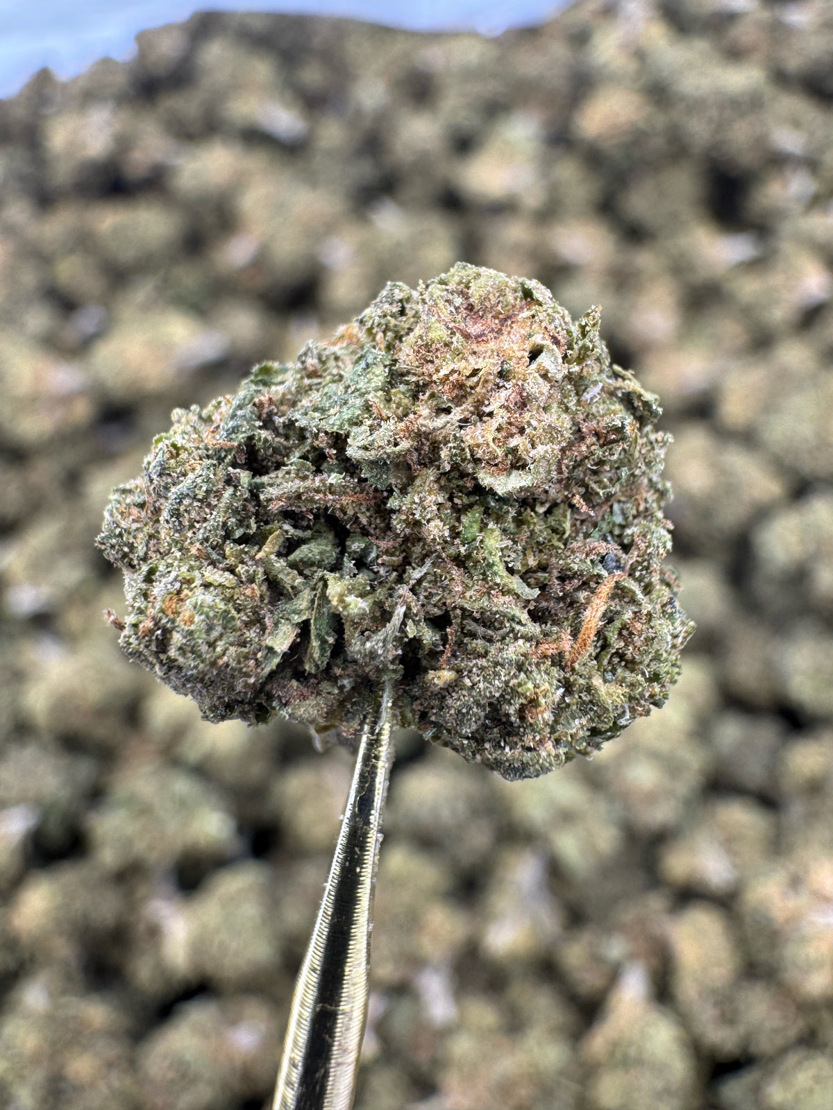 Cadillac Rainbow - THCA Flower - Greenhouse Gold Nuggets