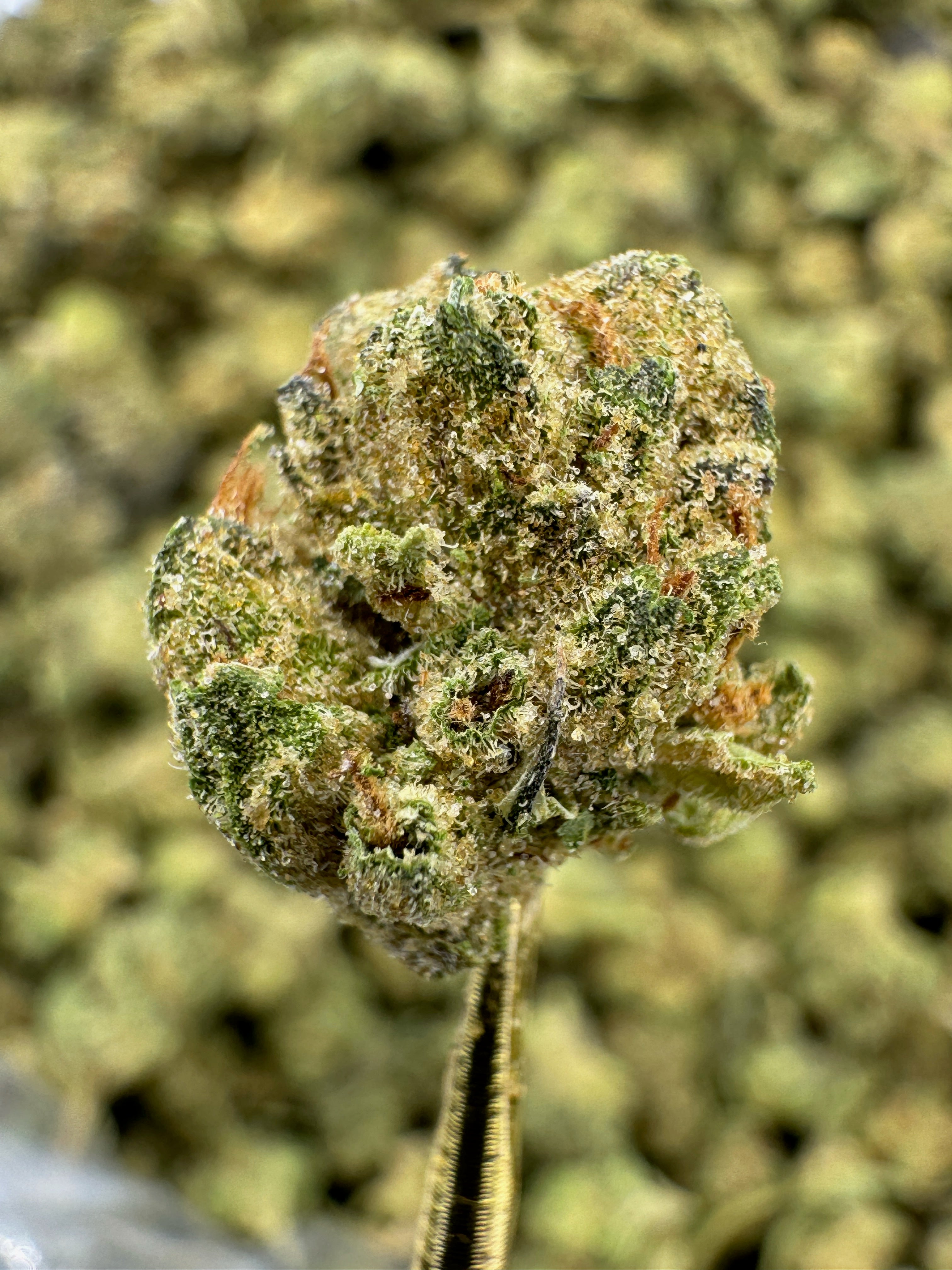 Cadillac Rainbow - THCA BULK Flower - Greenhouse Smalls
