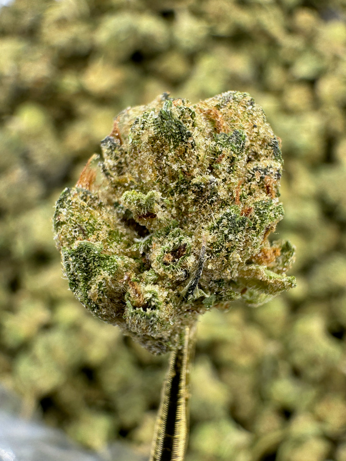 Cadillac Rainbow - THCA BULK Flower - Greenhouse Smalls