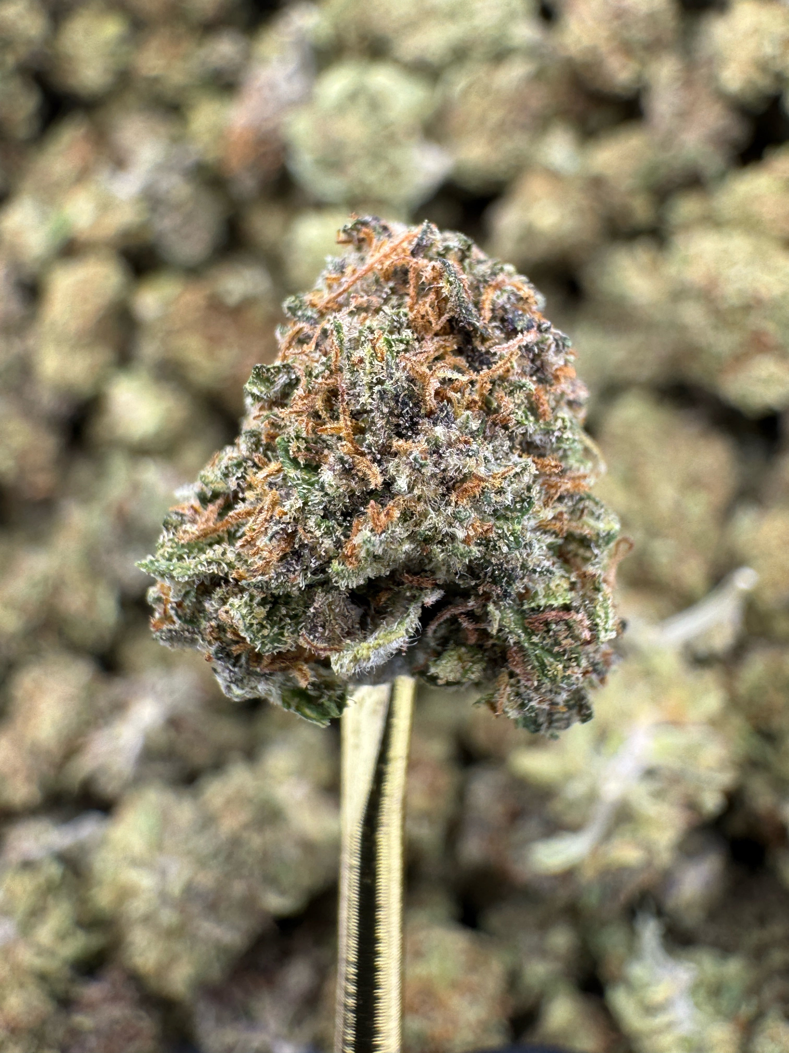 Cake Berry - CBD BULK Flower - Sungrown Smalls
