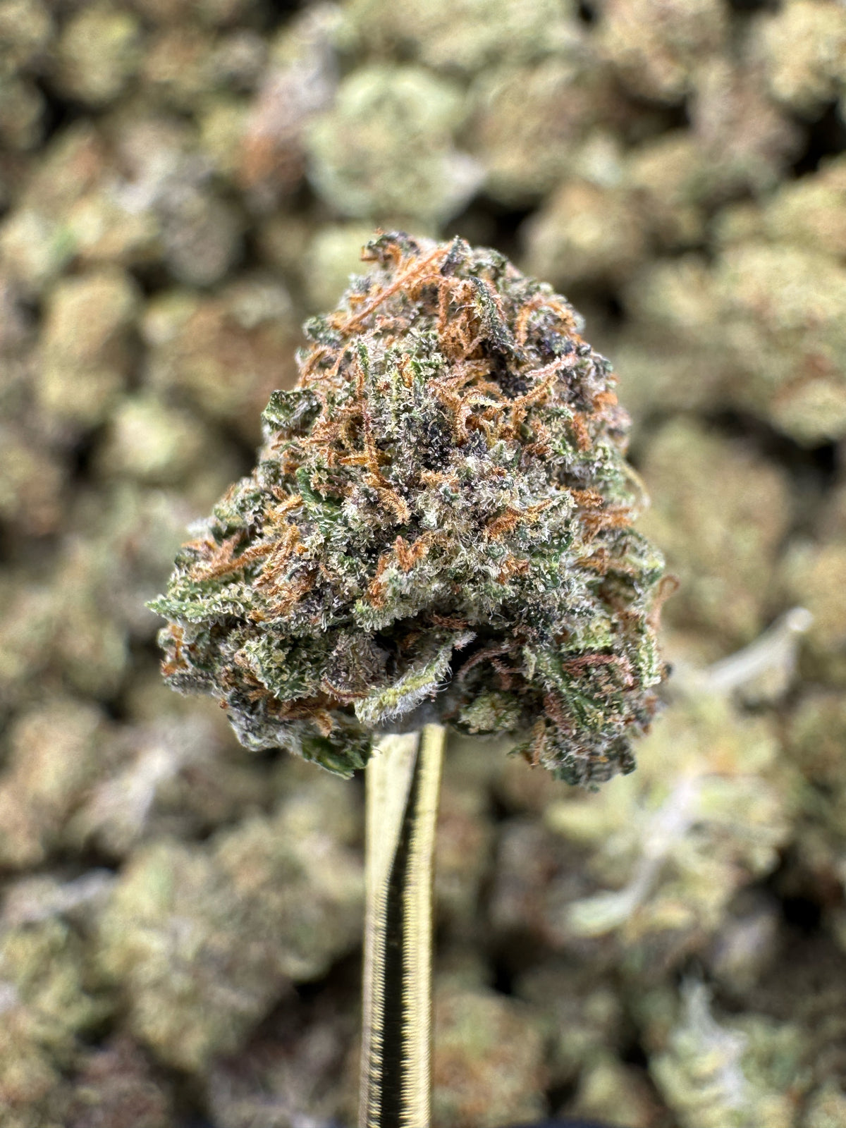Cakeberry - CBD Flower - Sungrown Gold Nuggets