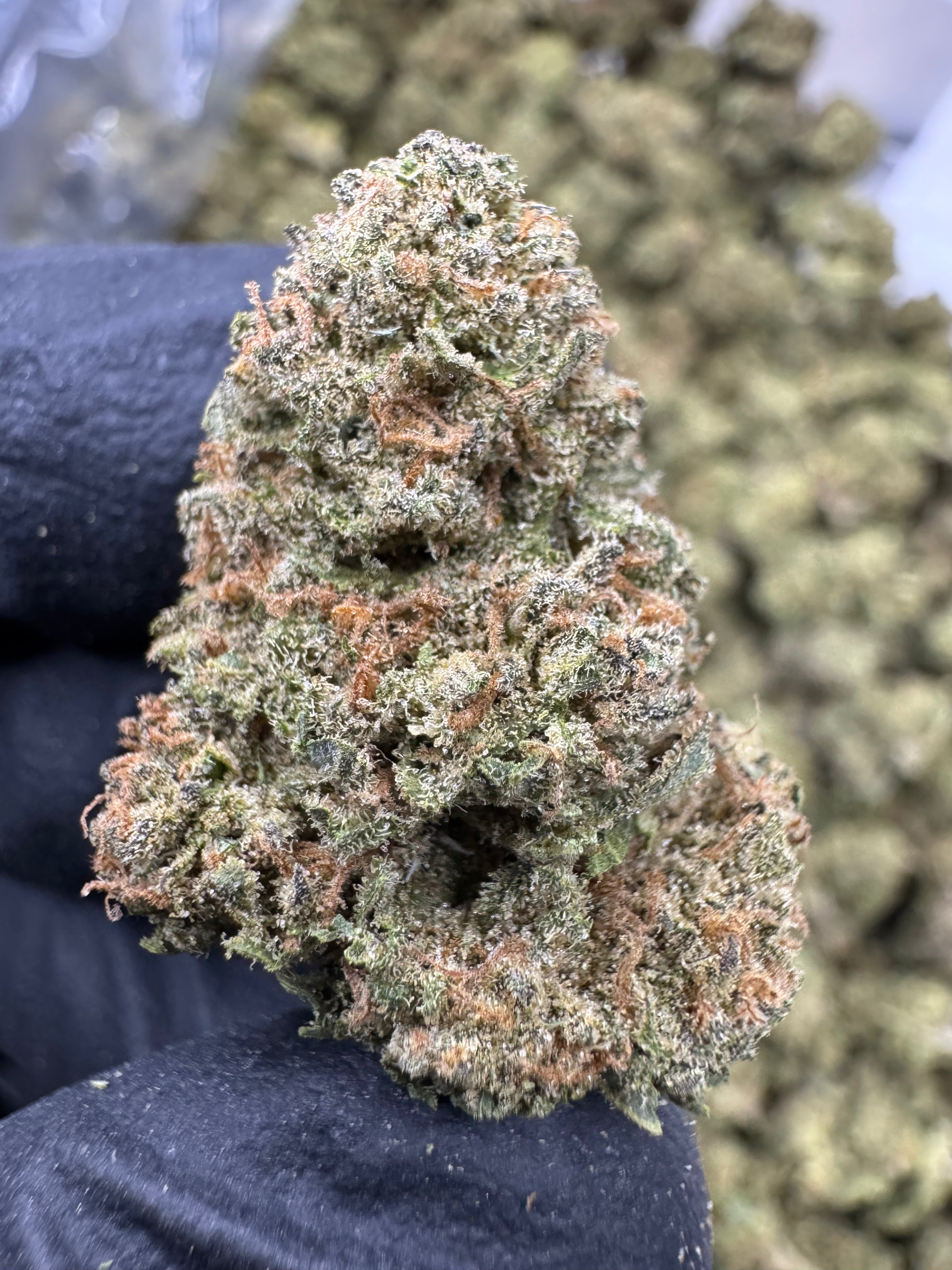 Candy Gas - THCA BULK Flower - Sungrown