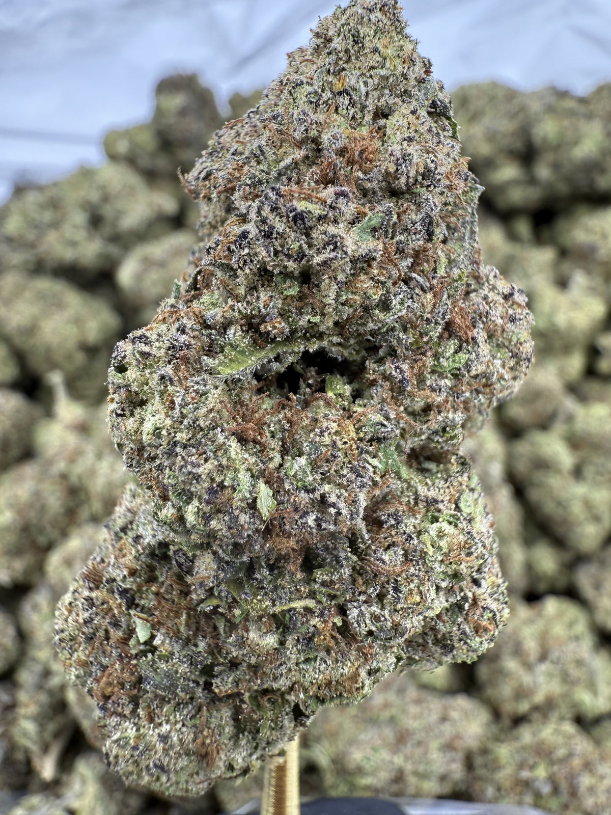 Candy Rain - THCA BULK Flower - Greenhouse
