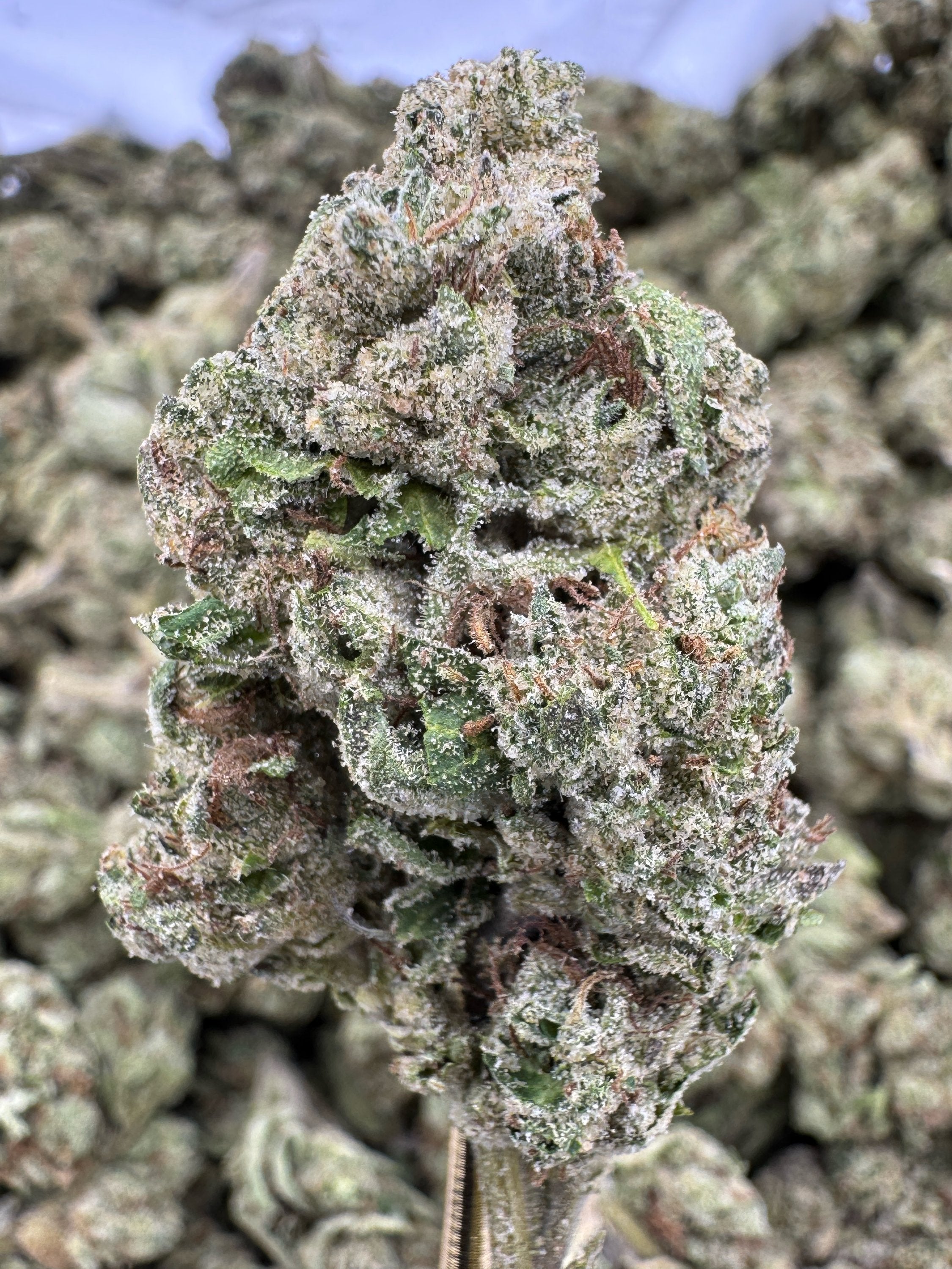 Candy Runtz - THCA BULK Flower - Greenhouse