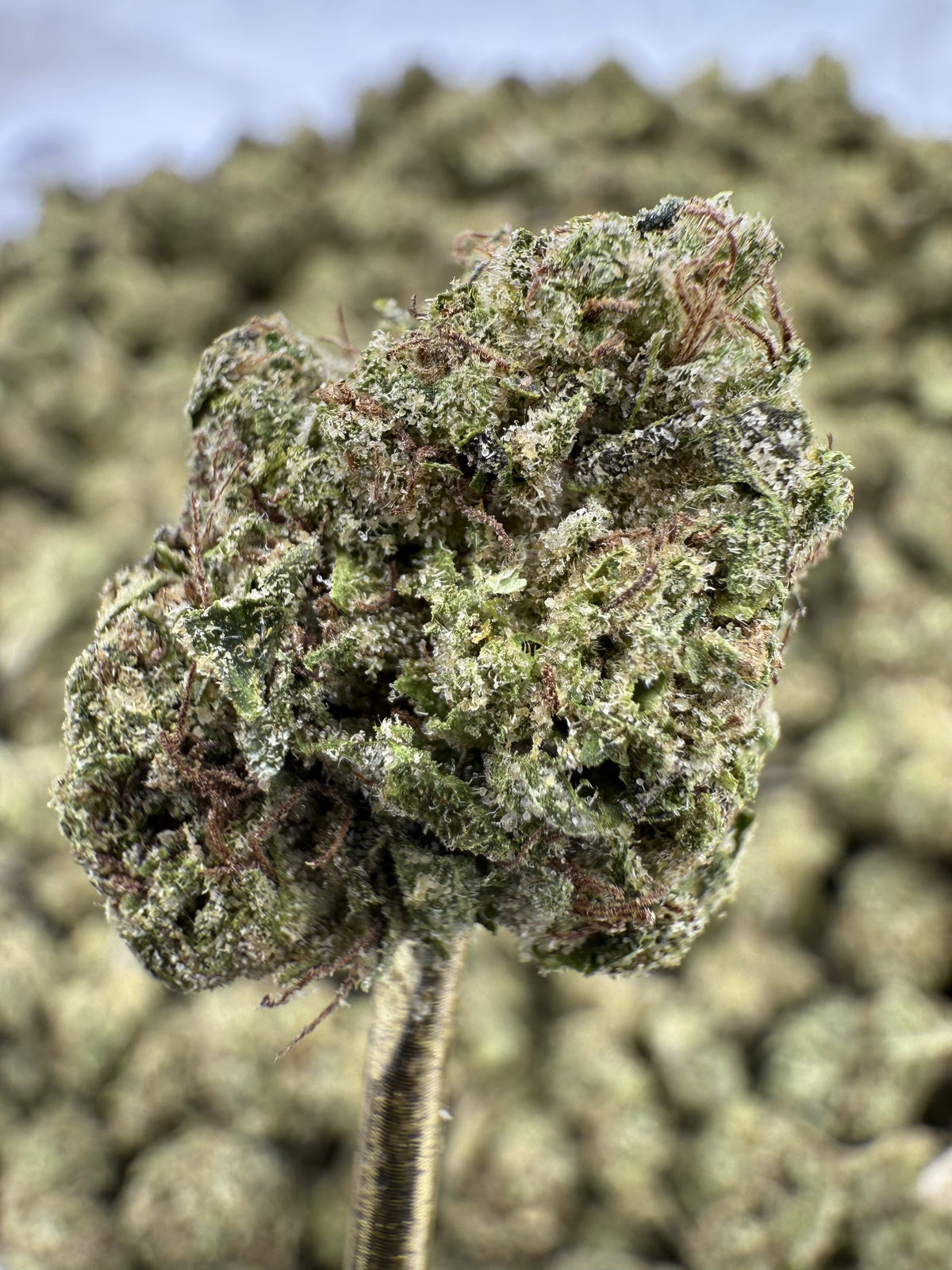 Candy Runtz - THCA Flower - Greenhouse Gold Nuggets