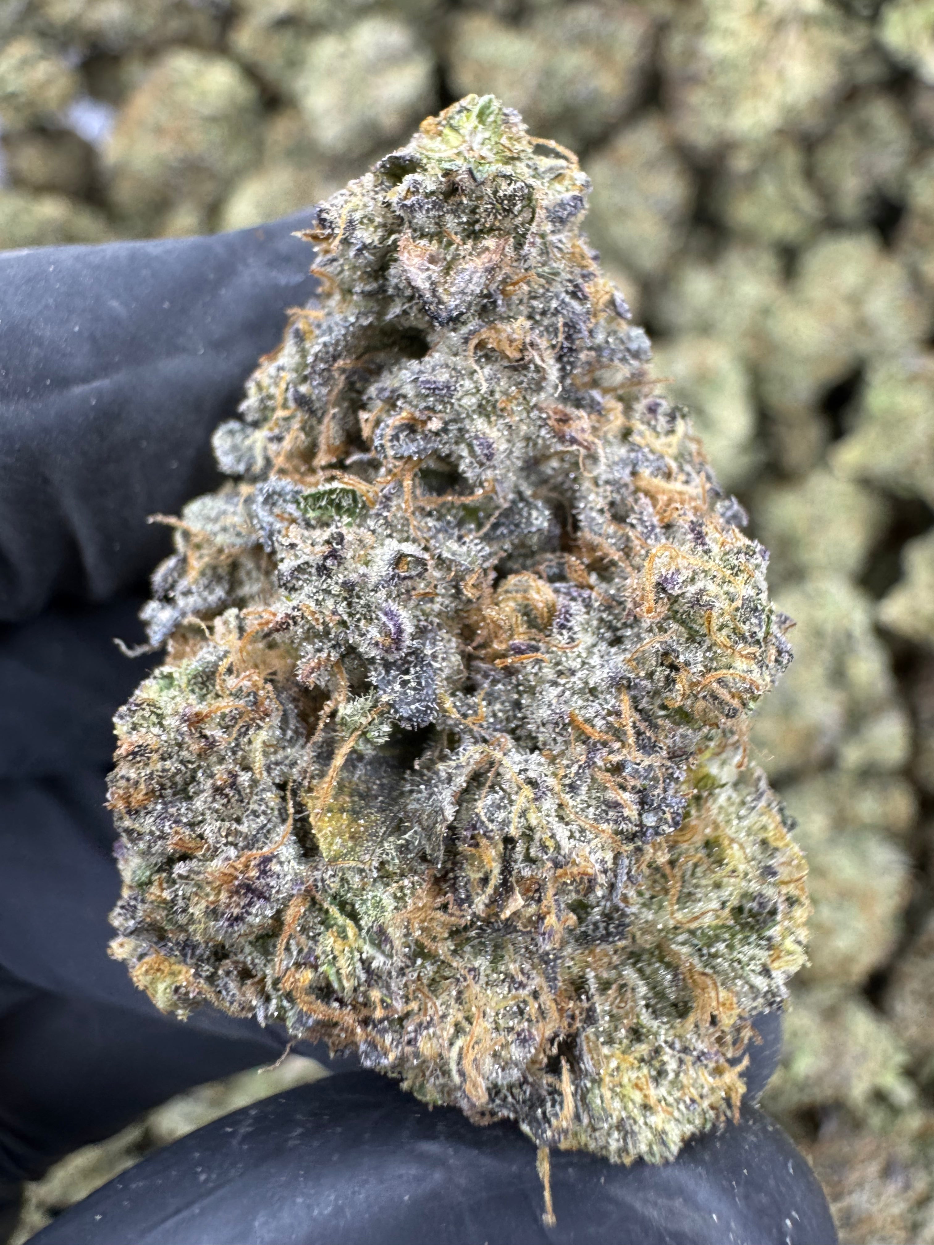Candy Land - THCA BULK Flower - Indoor