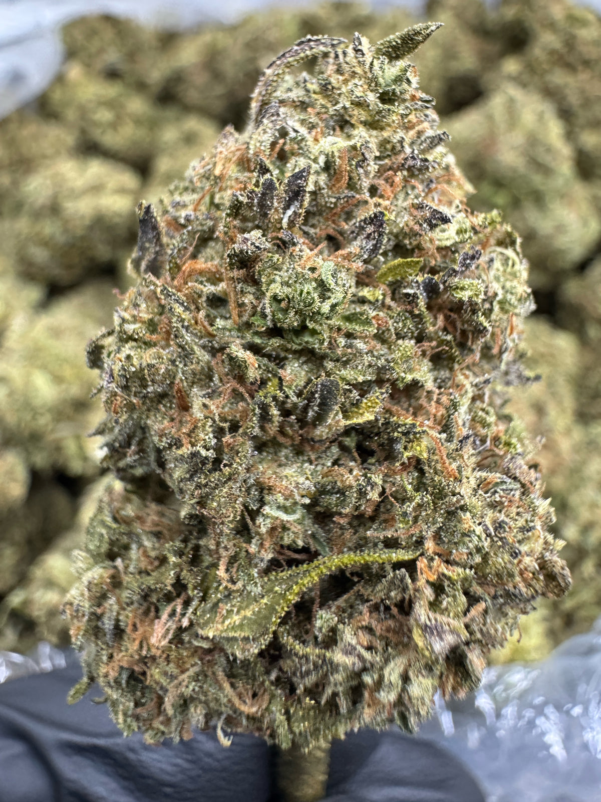 Cannalope Haze - THCA Flower - Sungrown Top Cut