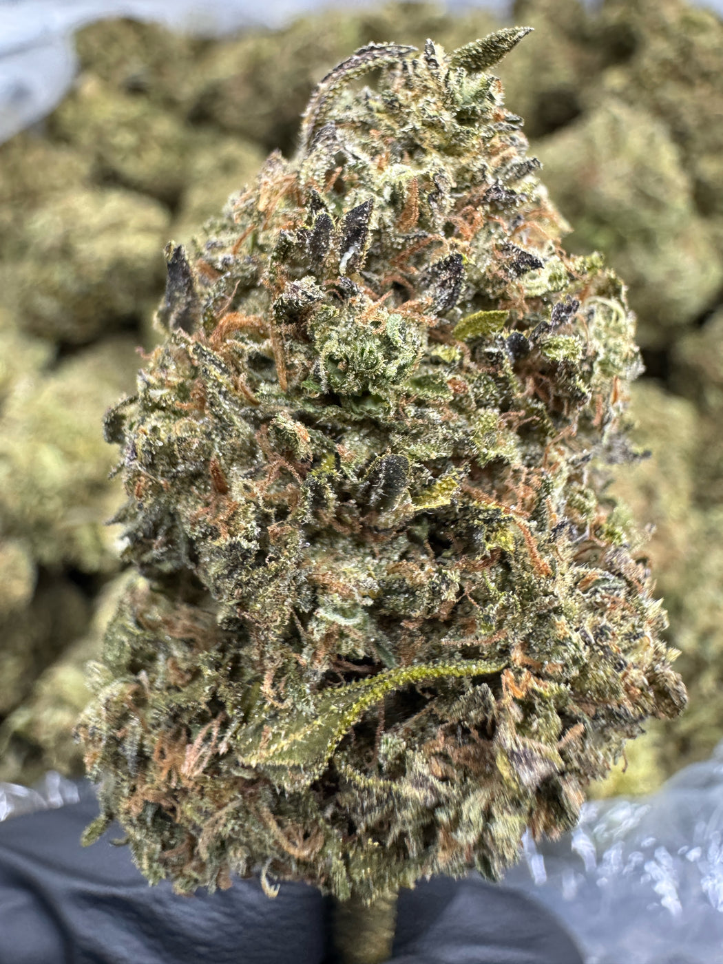 Cannalope Haze - THCA BULK FLOWER - CLASSIC RESERVE