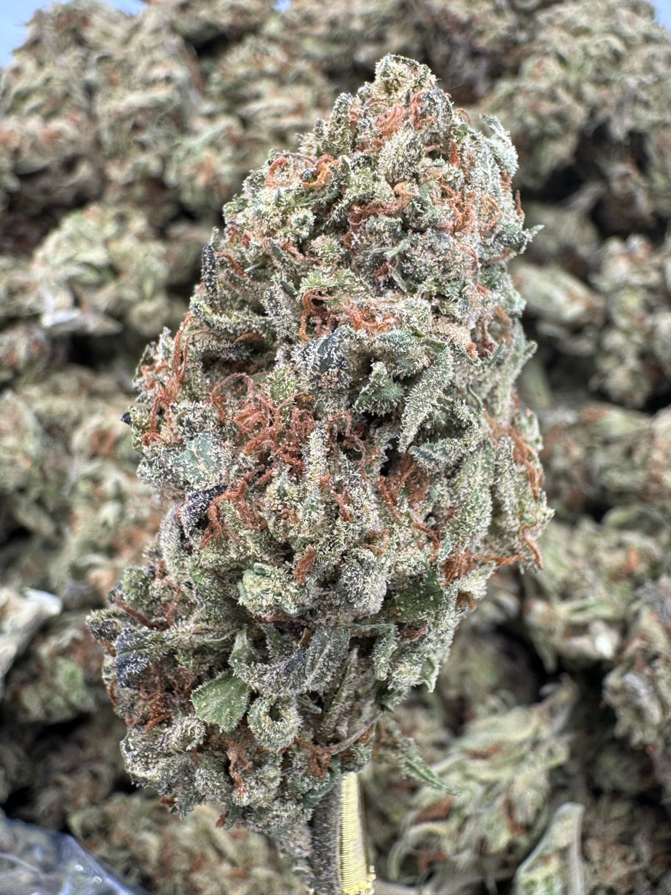 Cannalope Haze - THCA BULK Flower - Sungrown