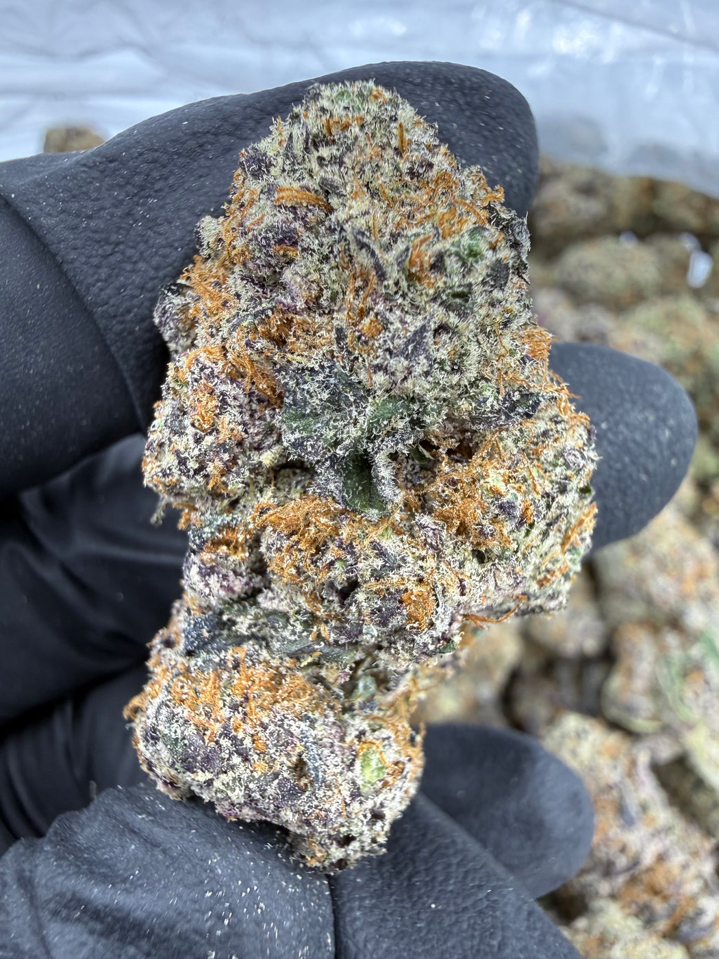 Cap Junky - THCA BULK FLOWER - EXOTIC INDOOR