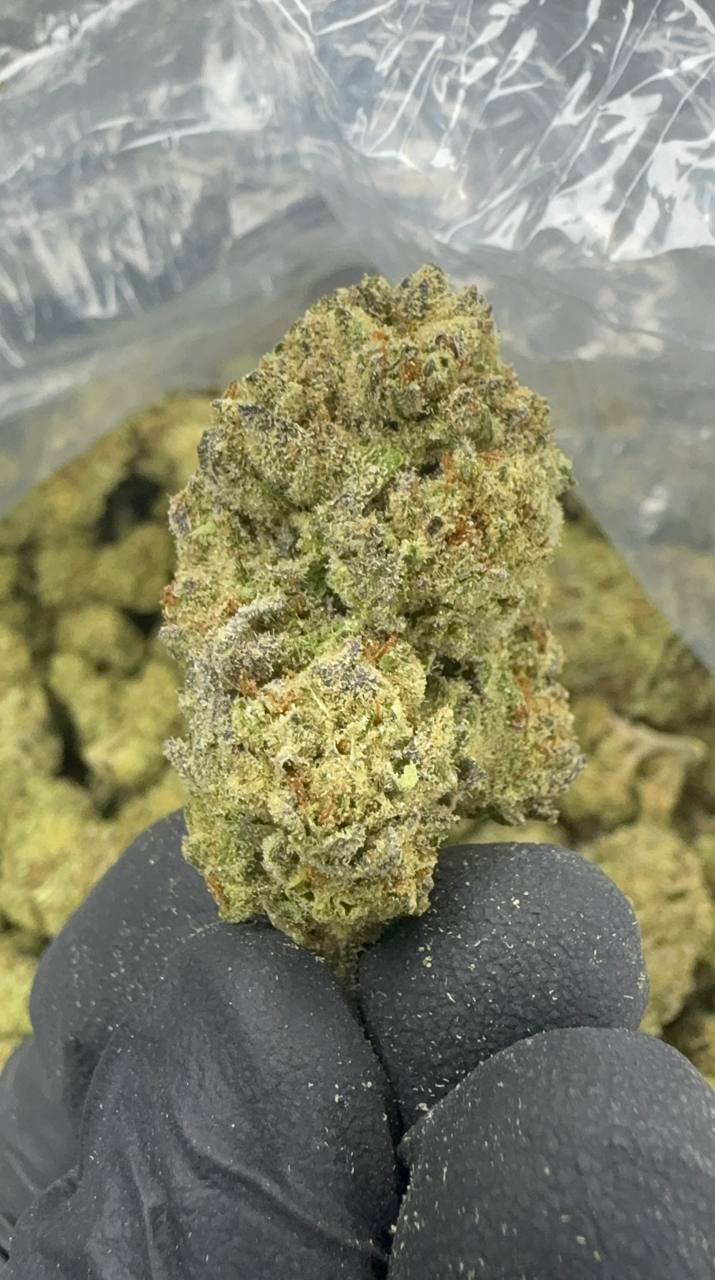 Cereal Milk - THCA BULK FLOWER - CLASSIC RESERVE