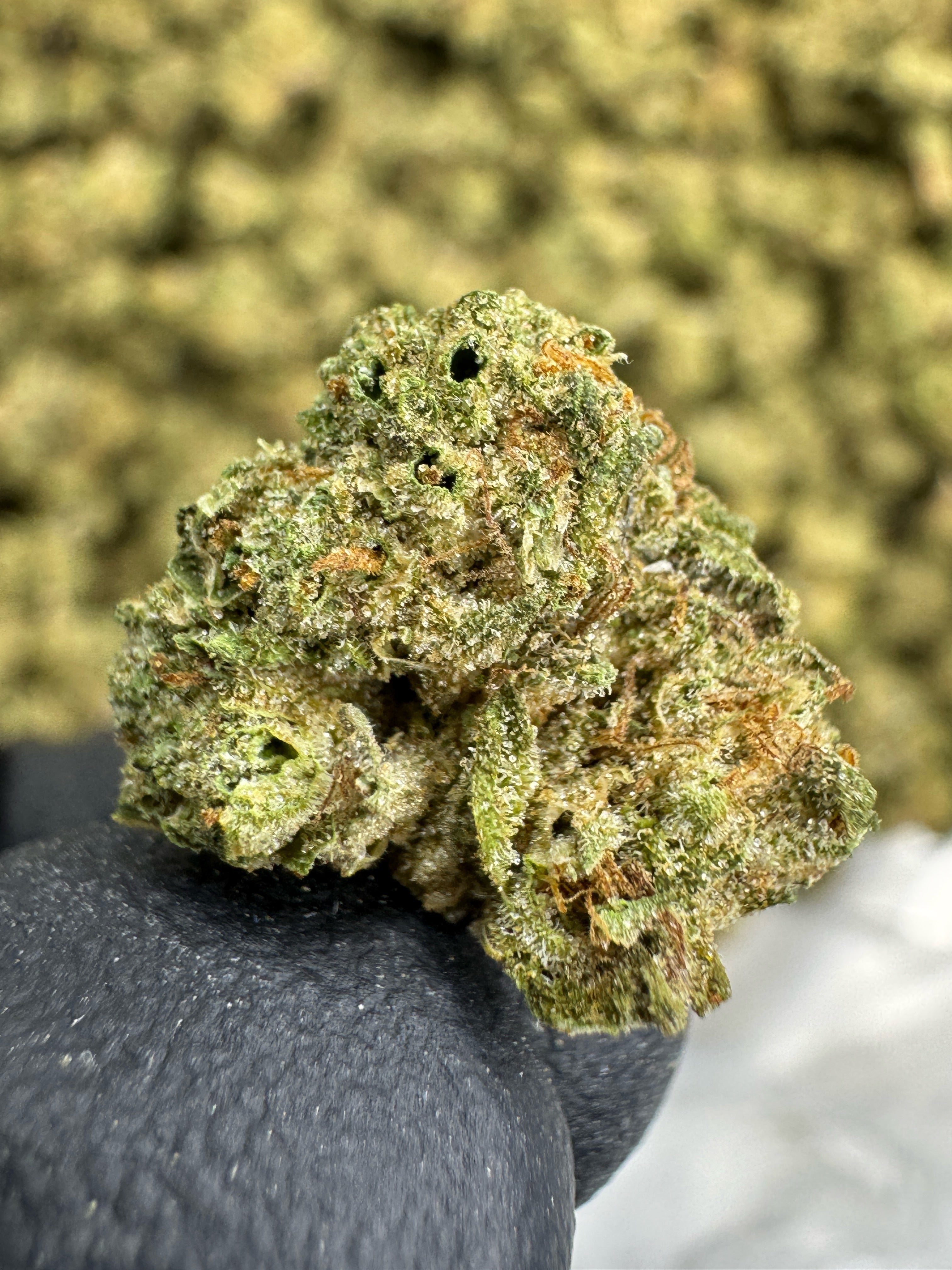 Cereal Milk - THCA BULK Flower - Sungrown Smalls