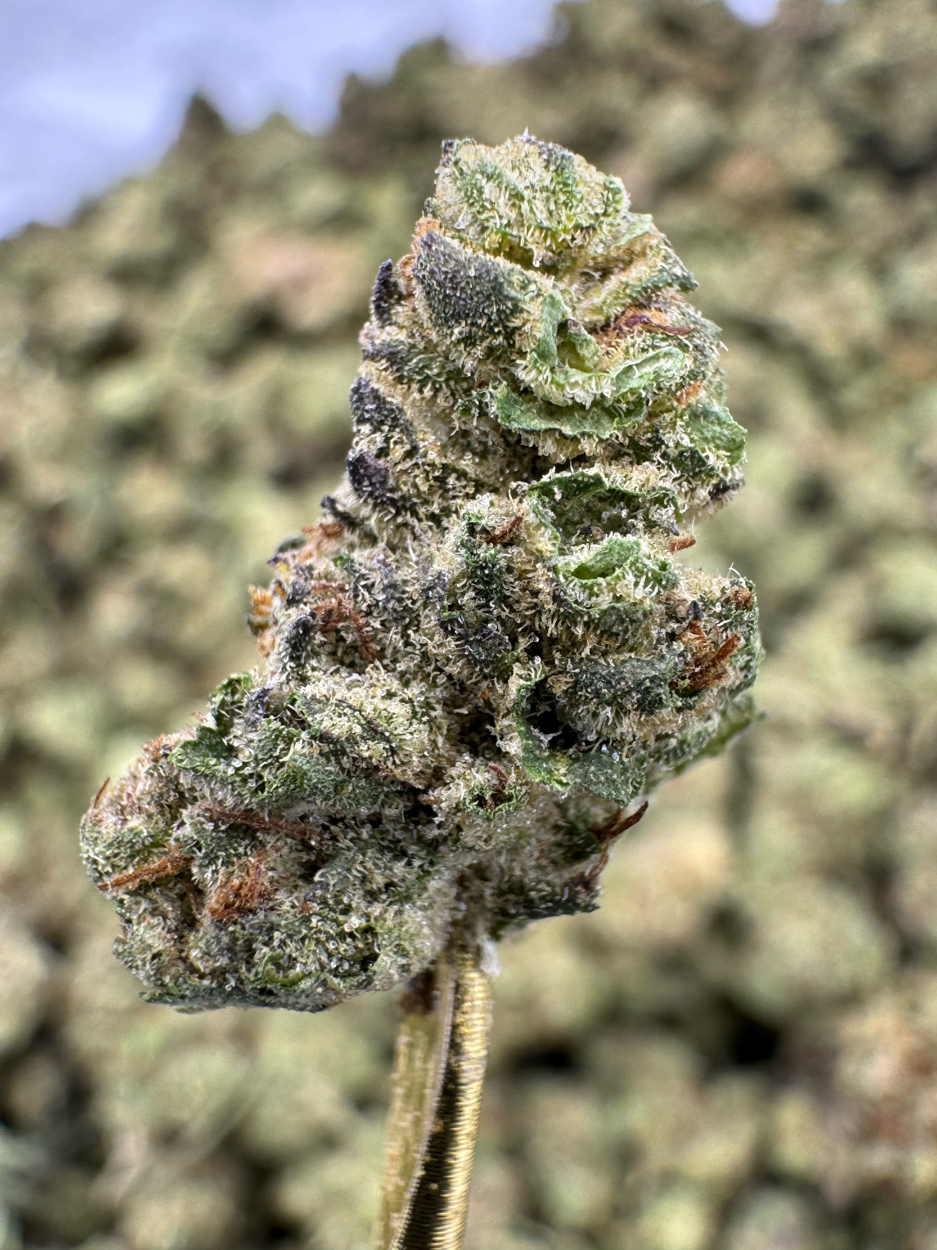 Cereal Milk - THCA BULK Flower - Indoor Smalls