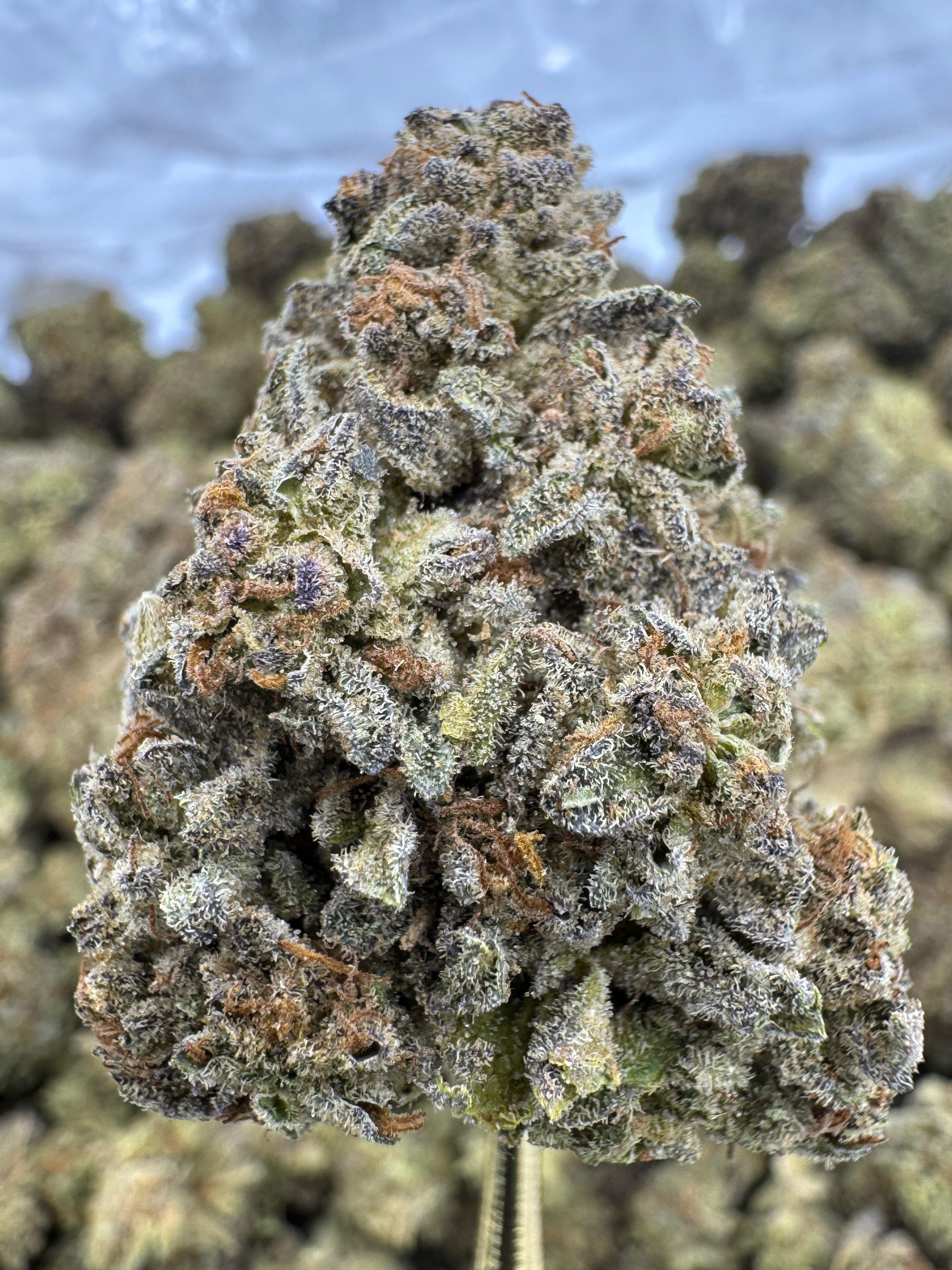 Cereal Milk - THCA BULK Flower - Sungrown