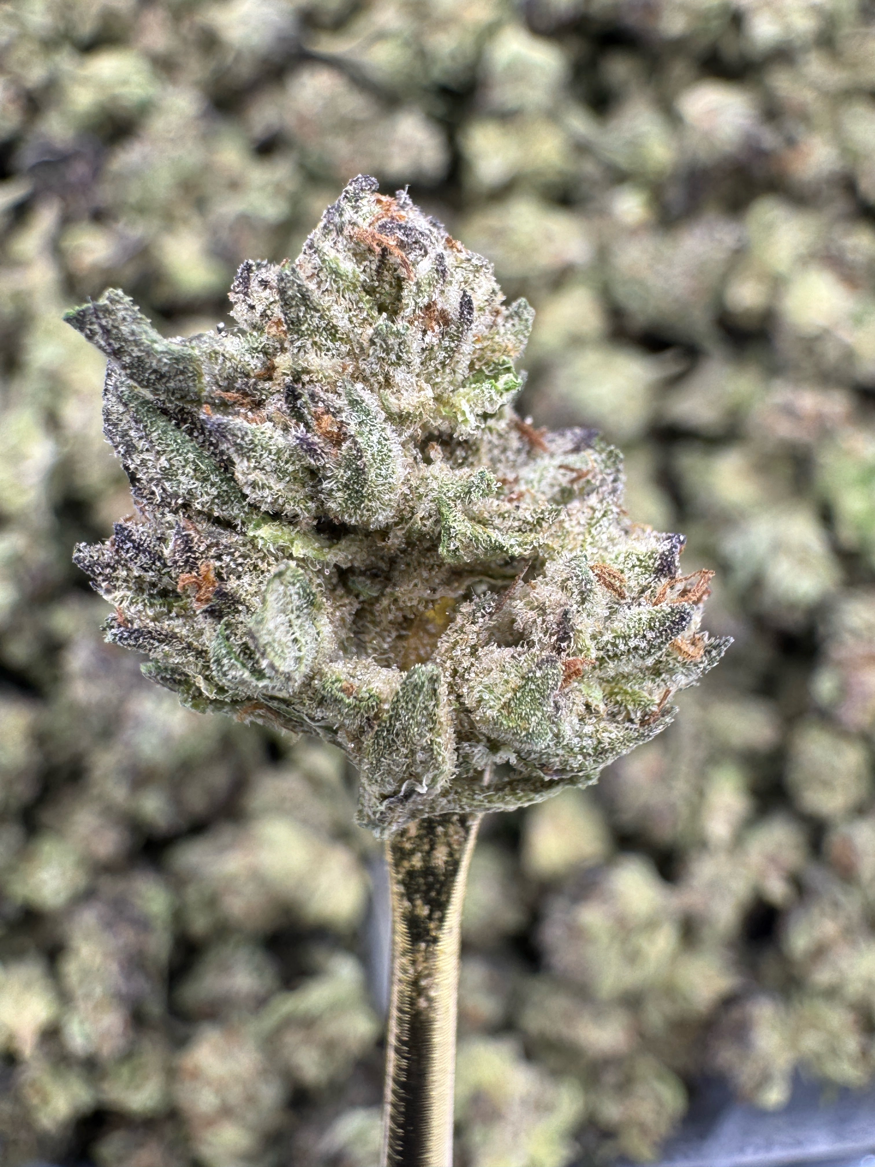 Cereal Milk - THCA BULK Flower - Greenhouse Smalls