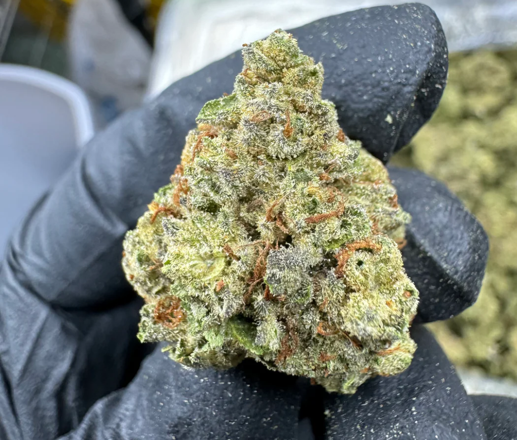 Cheetah Piss Strain By Gold CBD
