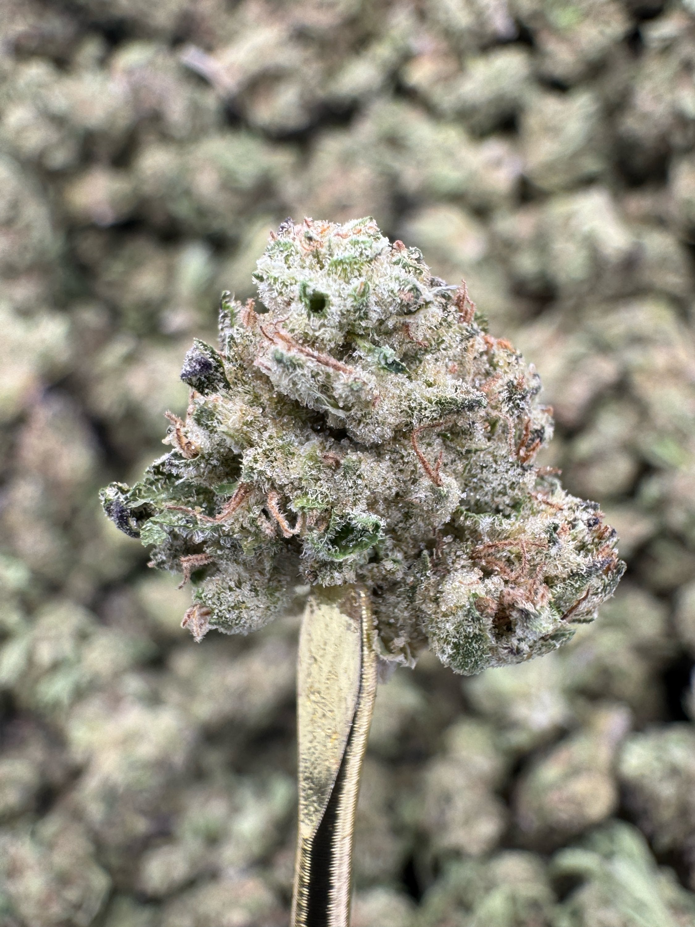 Chemdawg - THCA Flower - Greenhouse Gold Nuggets