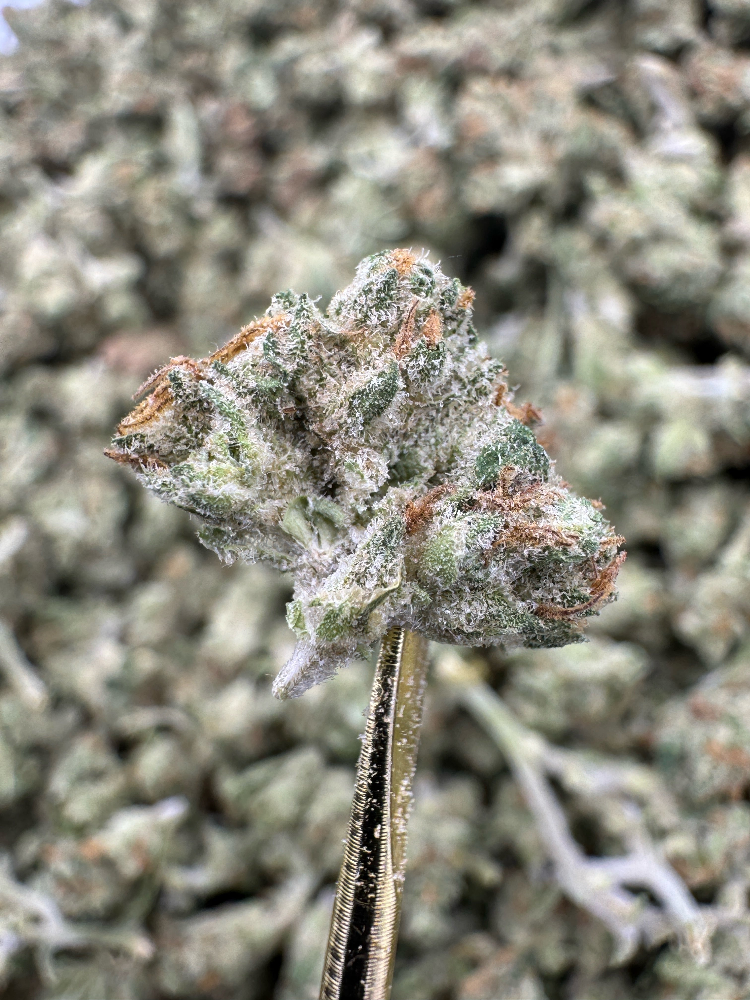 Chemdawg - THCA Flower - Sungrown Gold Nuggets