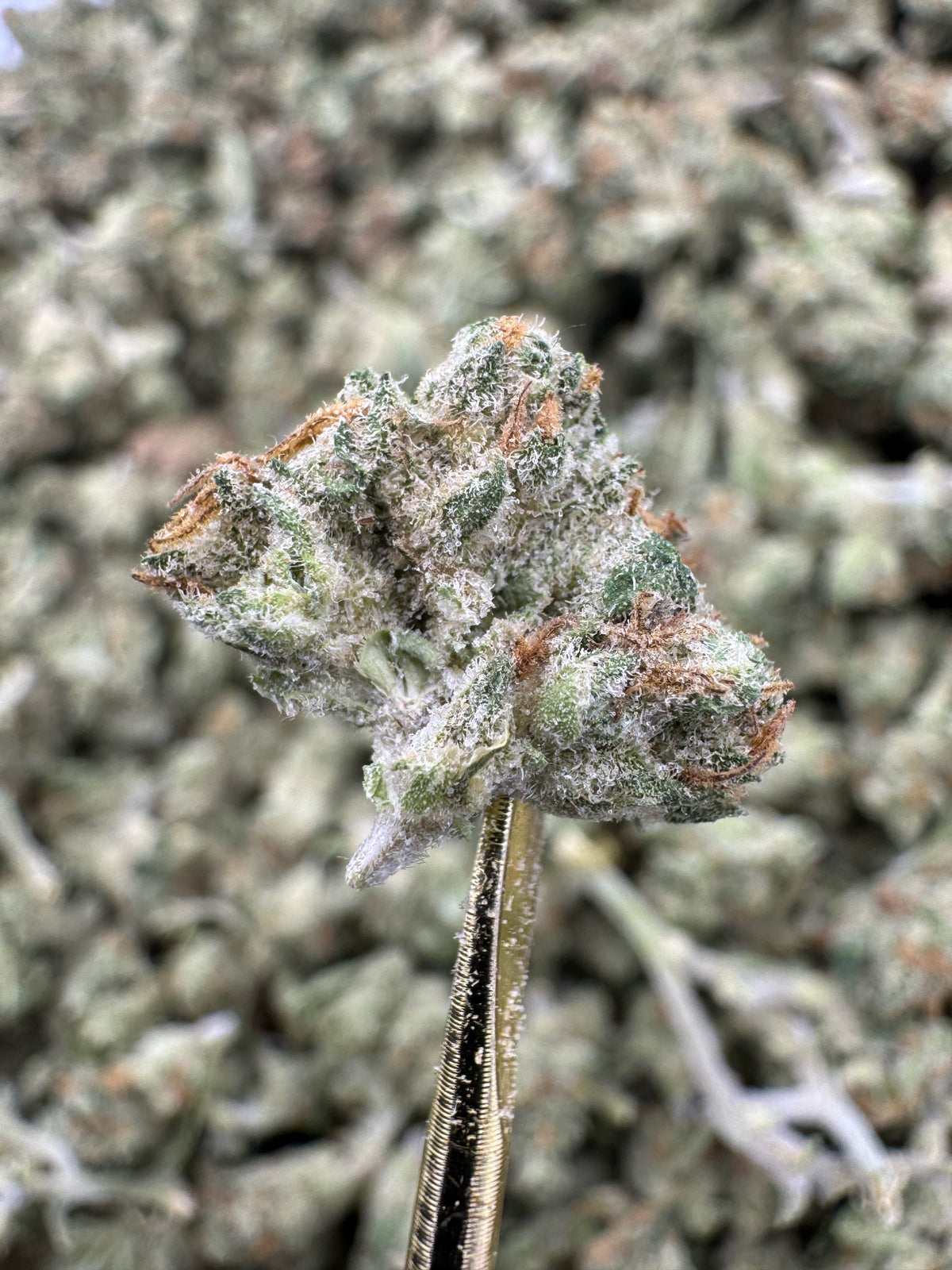 Chemdawg - THCA Flower - Sungrown Gold Nuggets