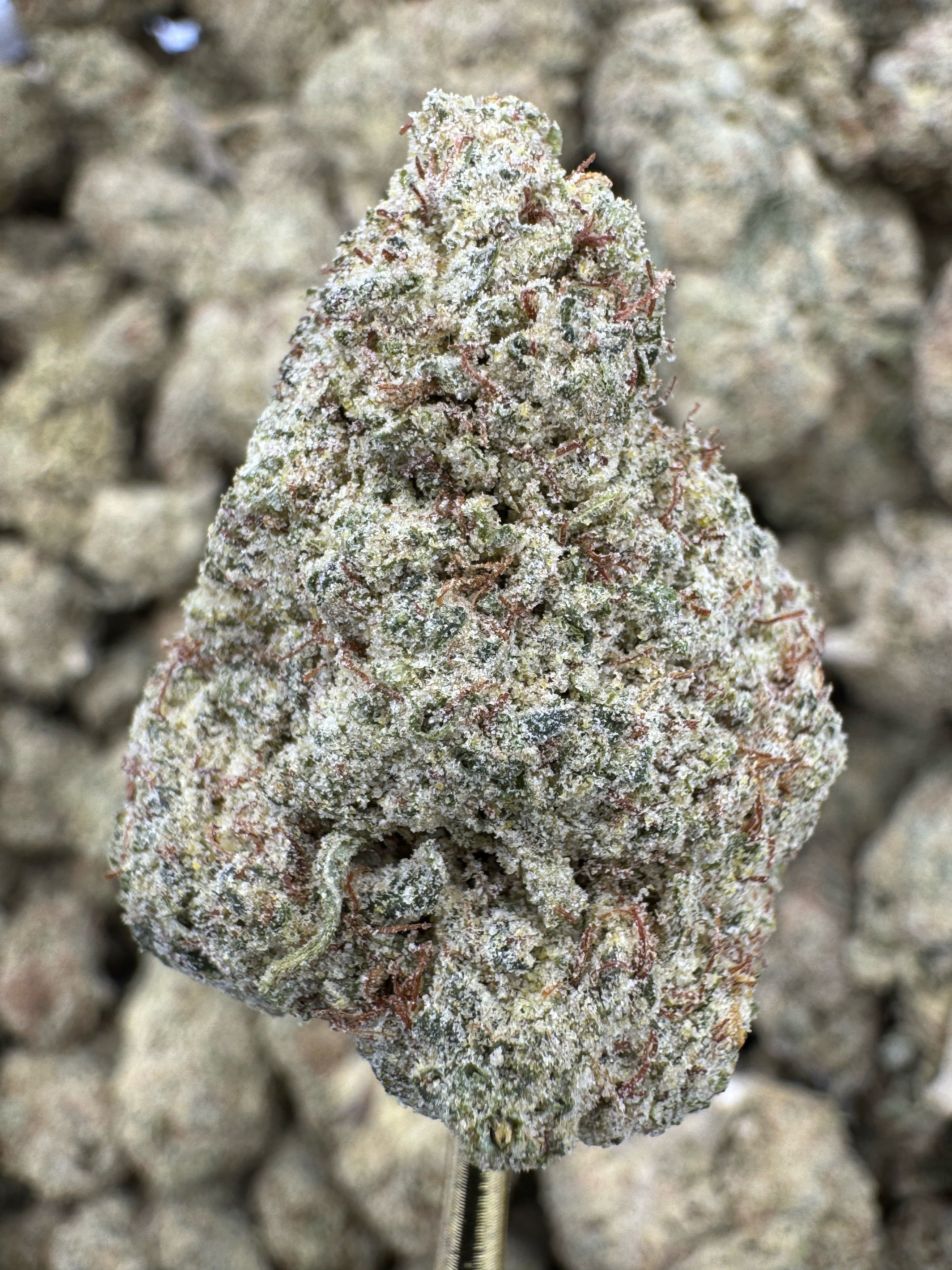 Cherry Gelonade - THCP BULK Flower - Greenhouse