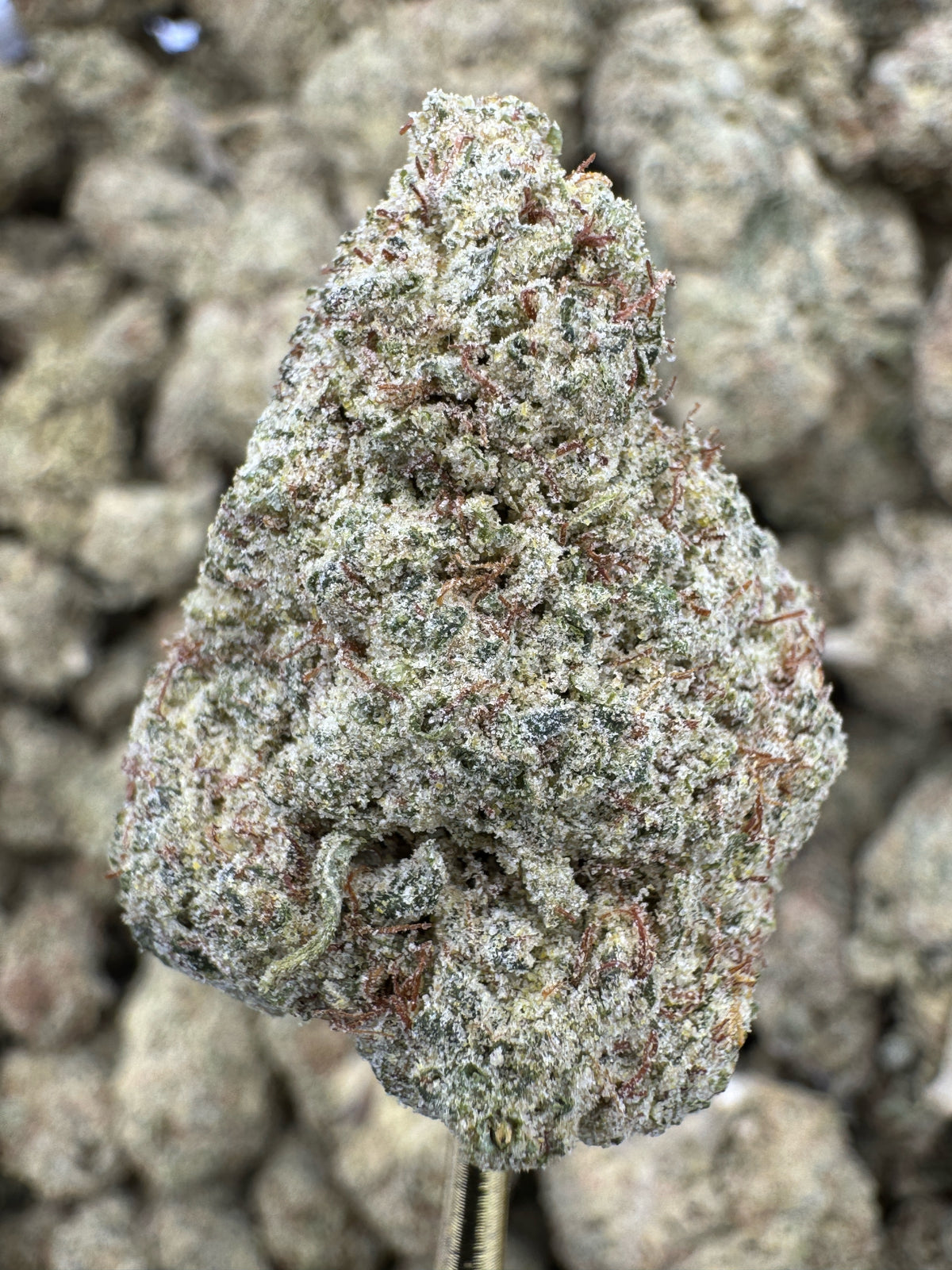 Cherry Gelonade - THCP BULK Flower - Greenhouse