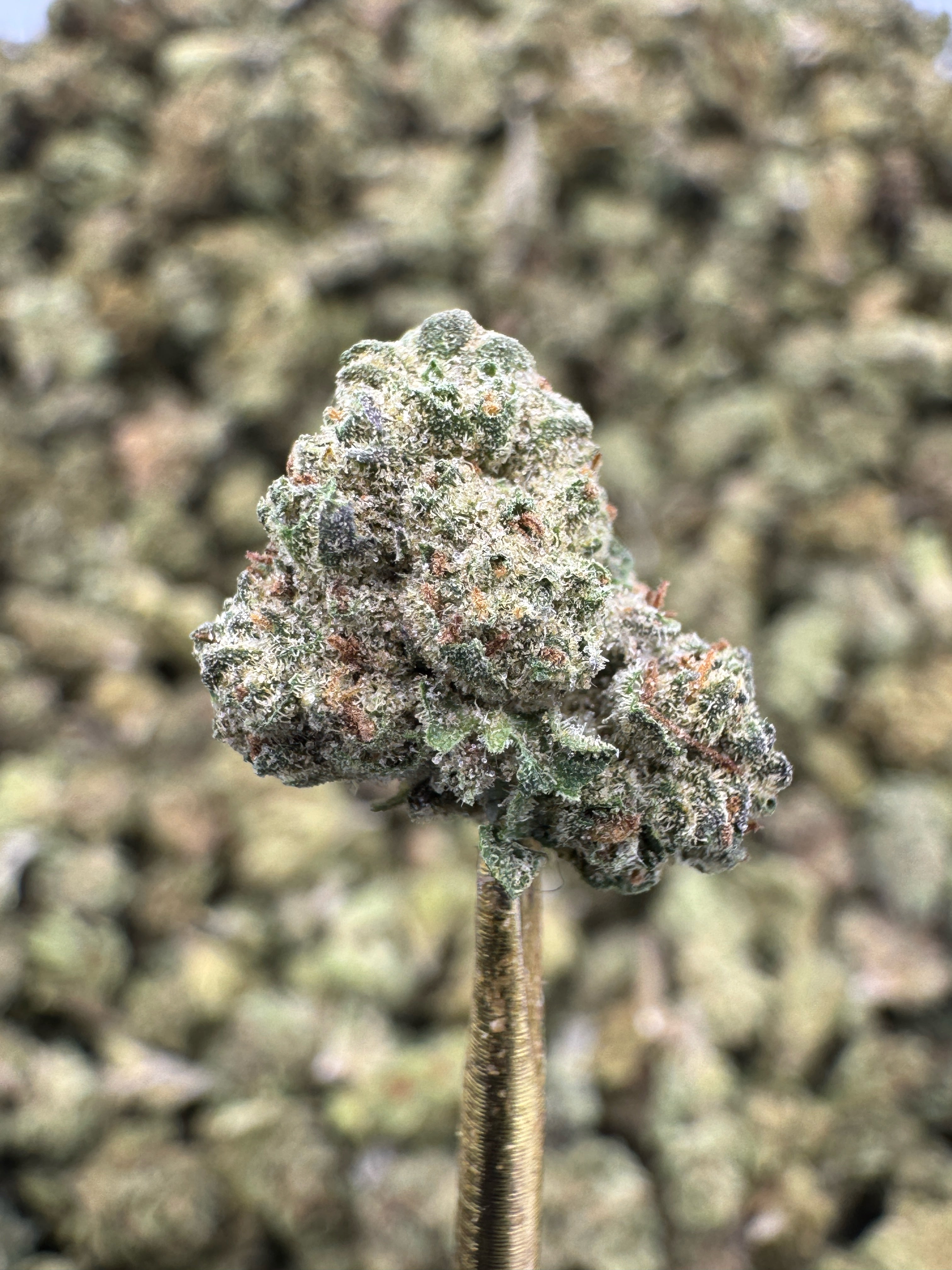 Cherry Pie - THCA BULK Flower - Greenhouse Smalls