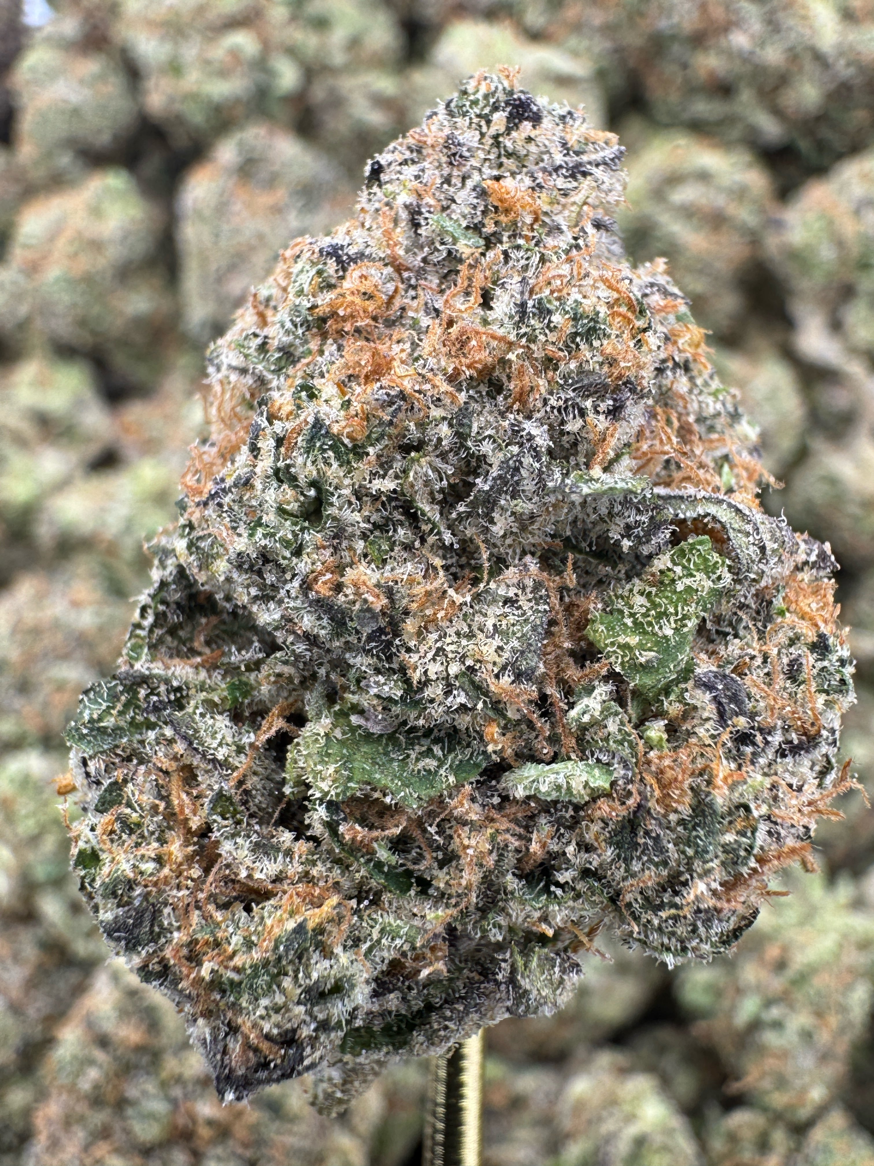 Cherry Pie Runtz - THCA BULK Flower - Indoor Exotic