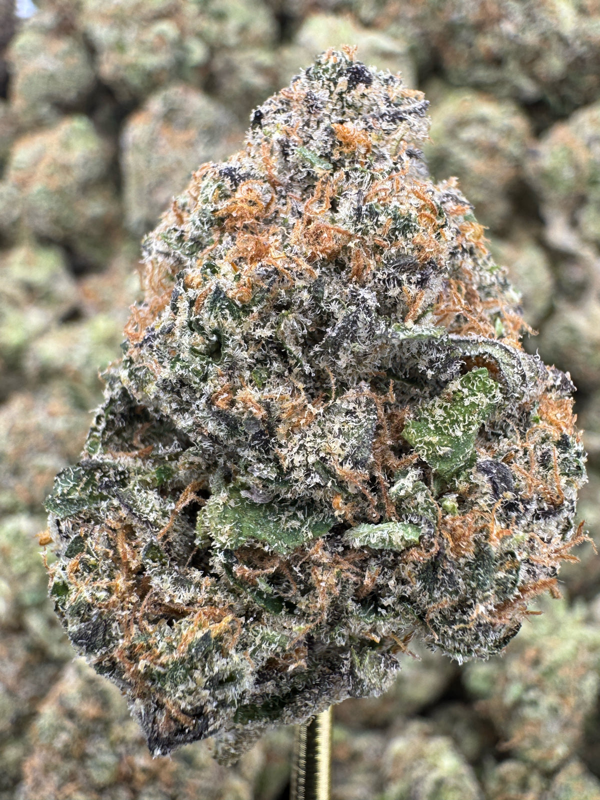 Cherry Pie Runtz - THCA BULK Flower - Indoor Exotic