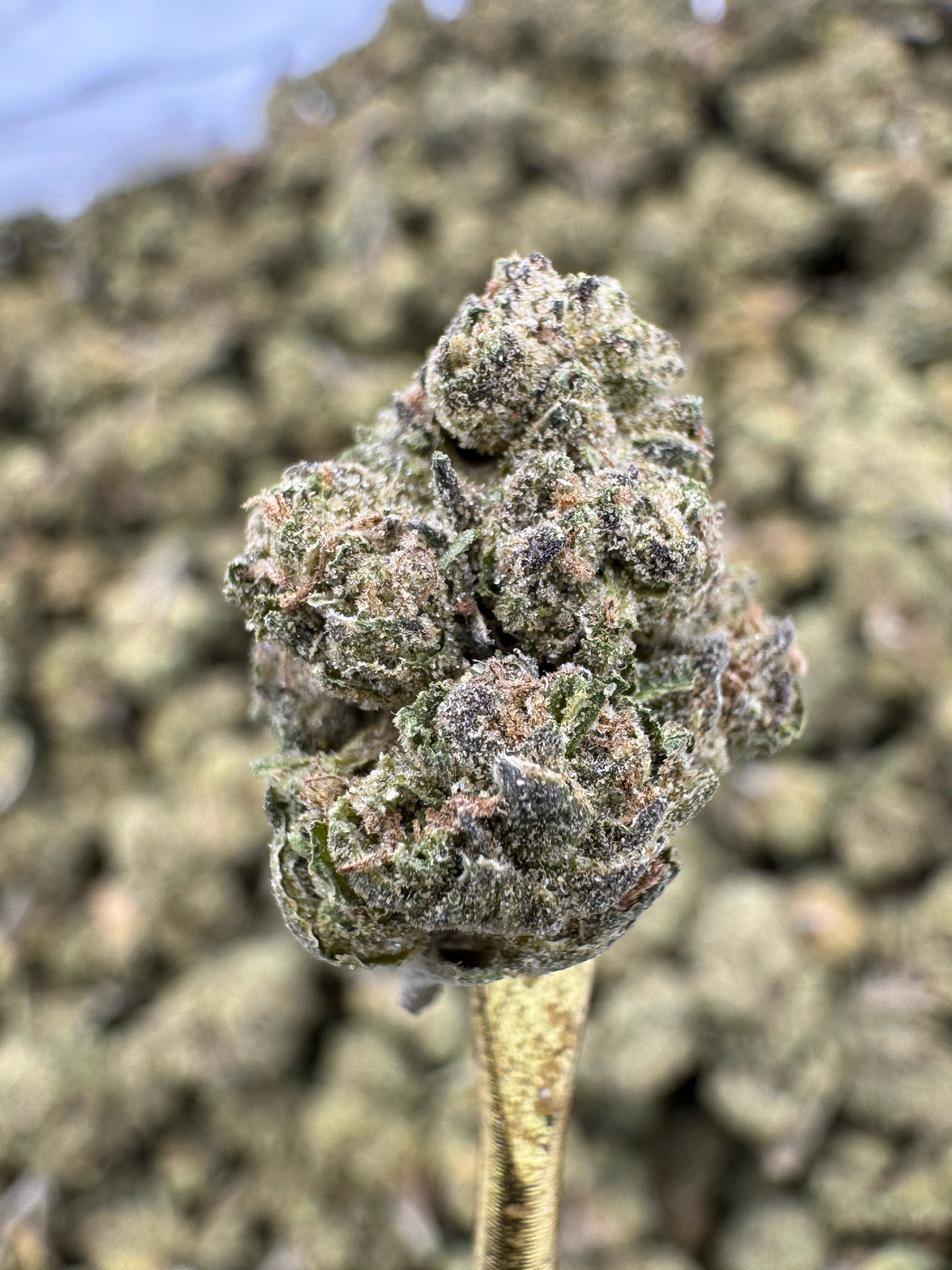 El Chivo - THCA Flower - Greenhouse Gold Nuggets