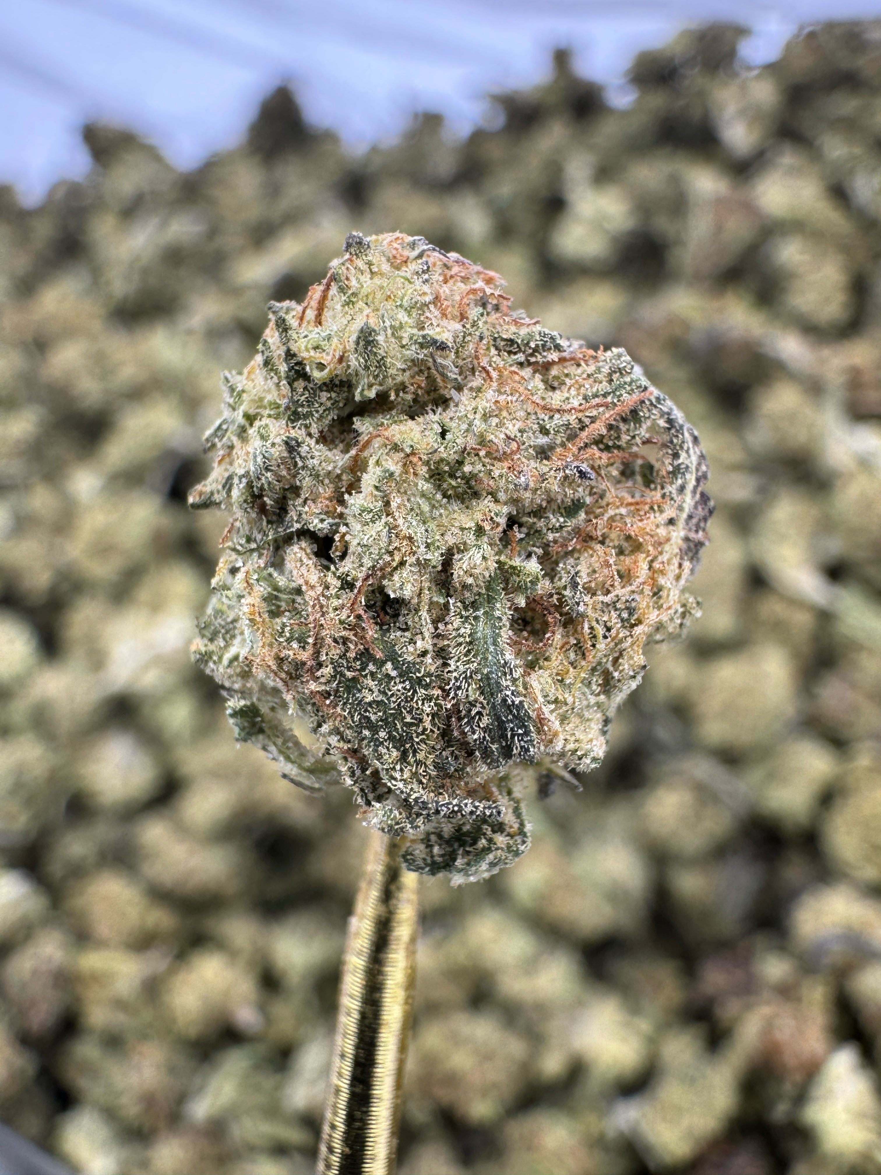 Chocolate Diesel - THCA Flower - Greenhouse Gold Nuggets