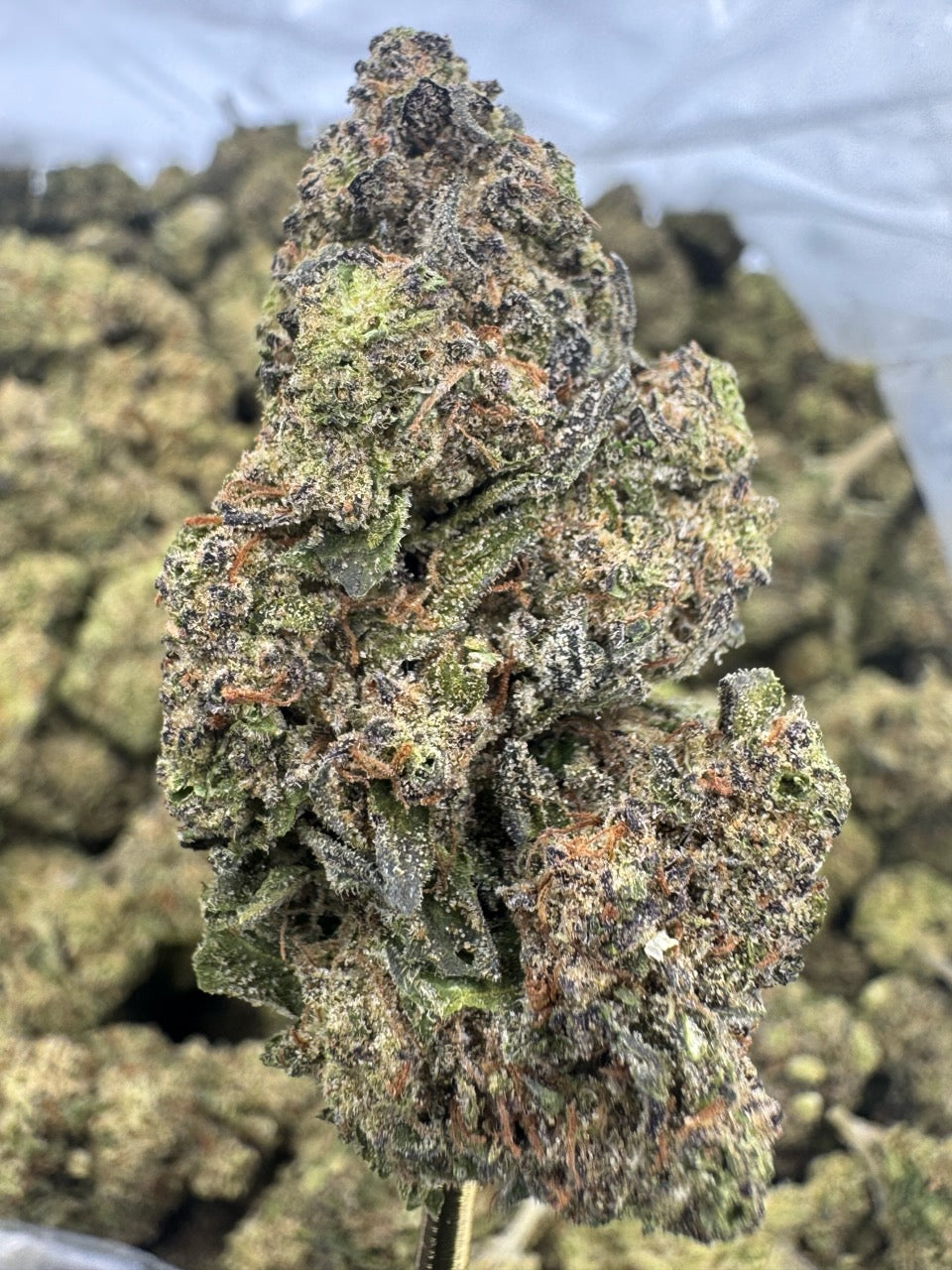 Chocolope - THCA BULK Flower - Sungrown