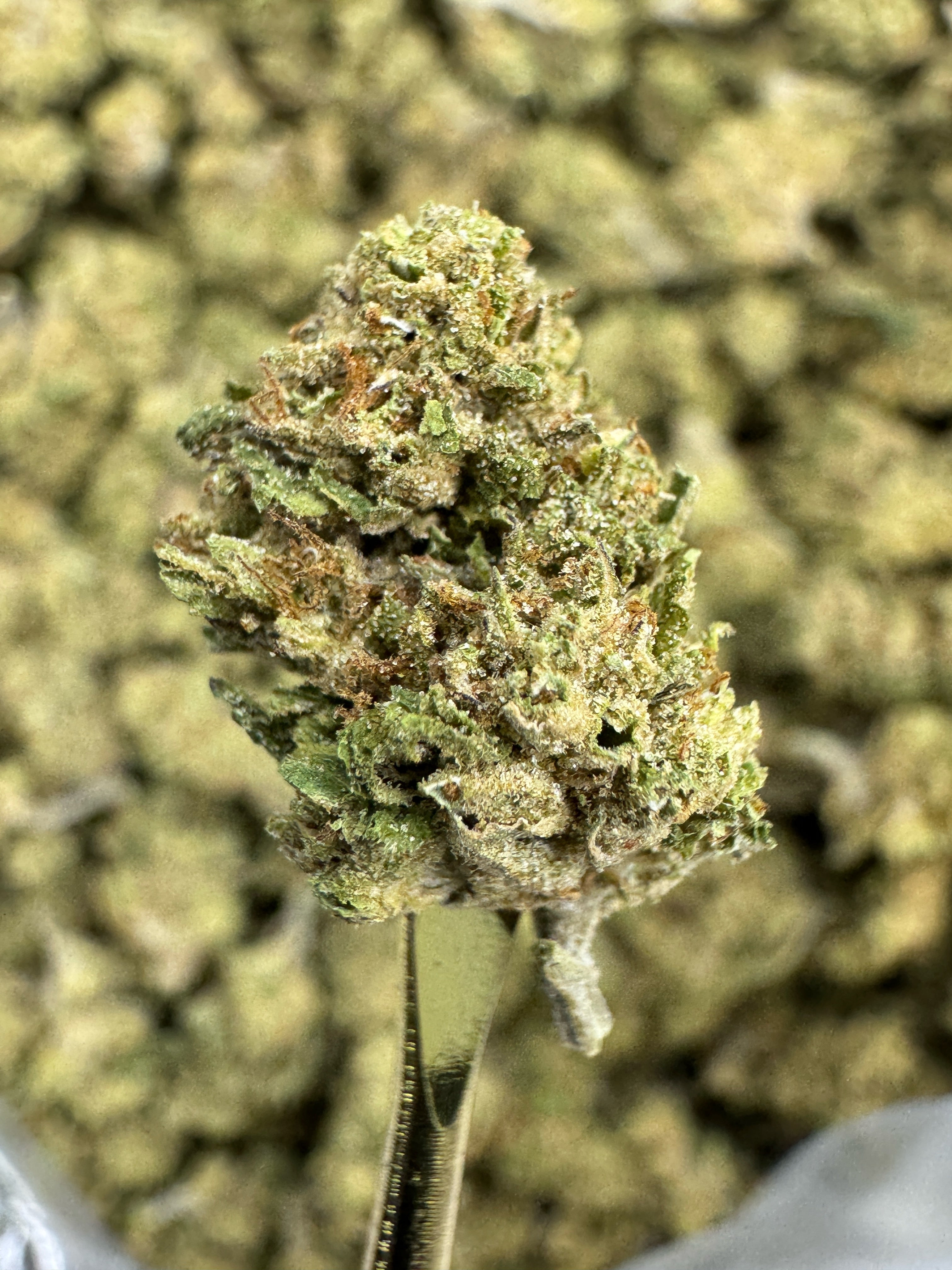 Chocolope - THCA BULK Flower - Sungrown Smalls