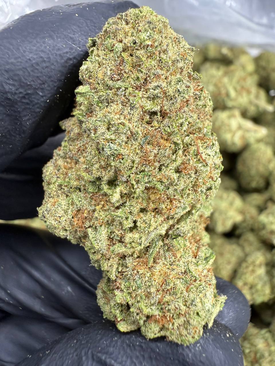 Cinderella 99 - THCA Flower - Greenhouse Top Cut