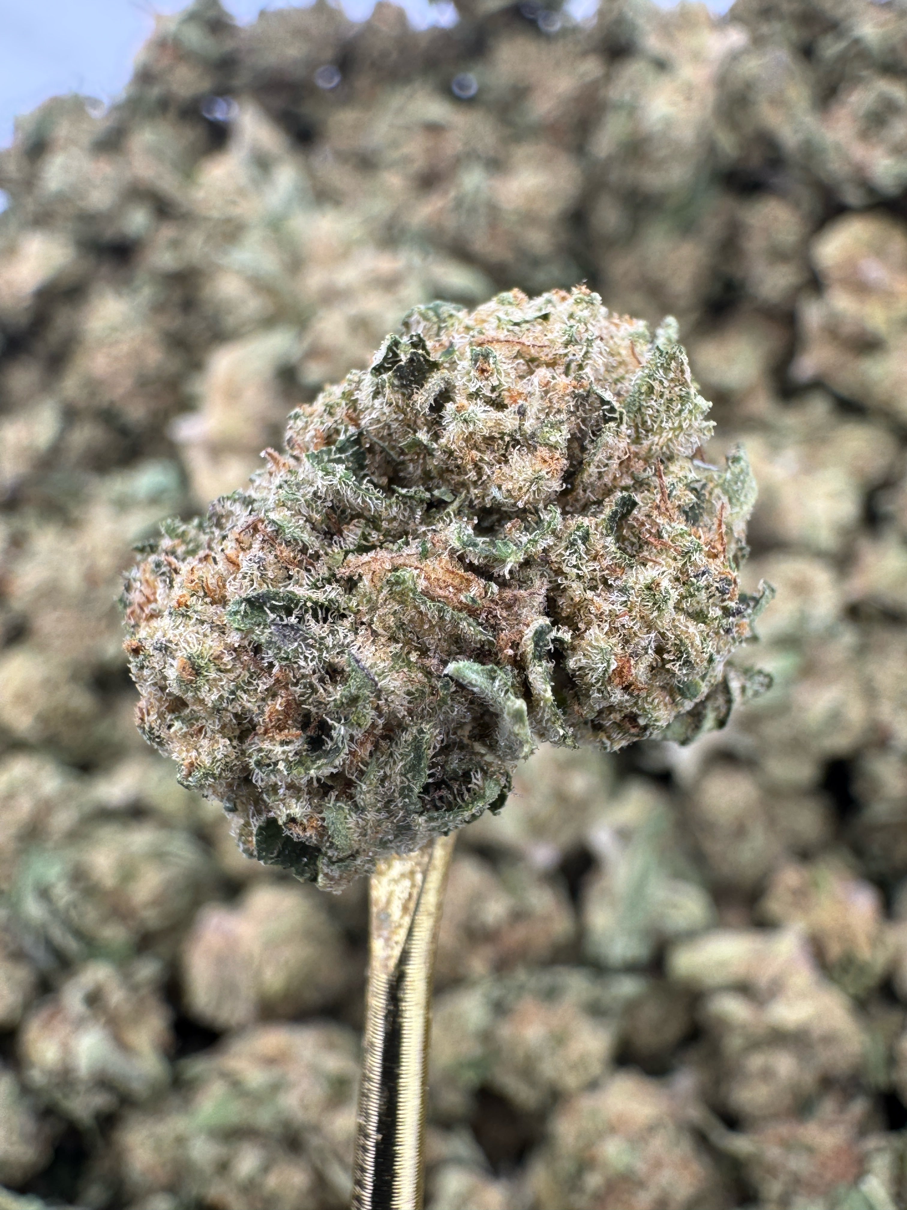 Clementine - THCA Flower - Indoor Gold Nuggets