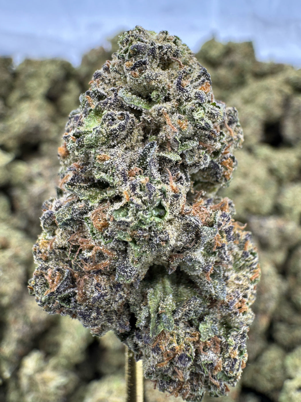 Cocolato - THCA BULK FLOWER - AAA