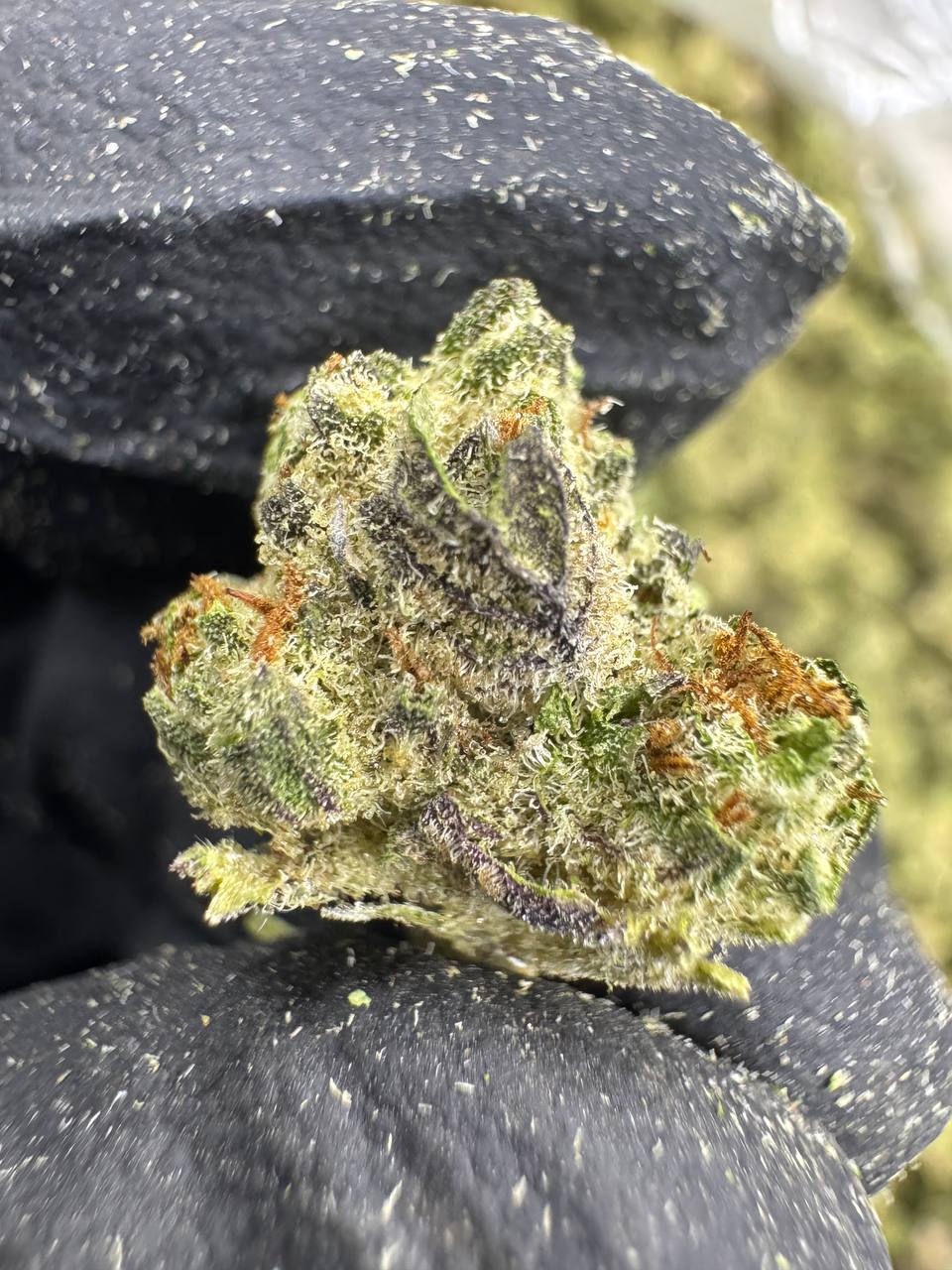 Cookies and Cream - THCA BULK Flower - Indoor Smalls