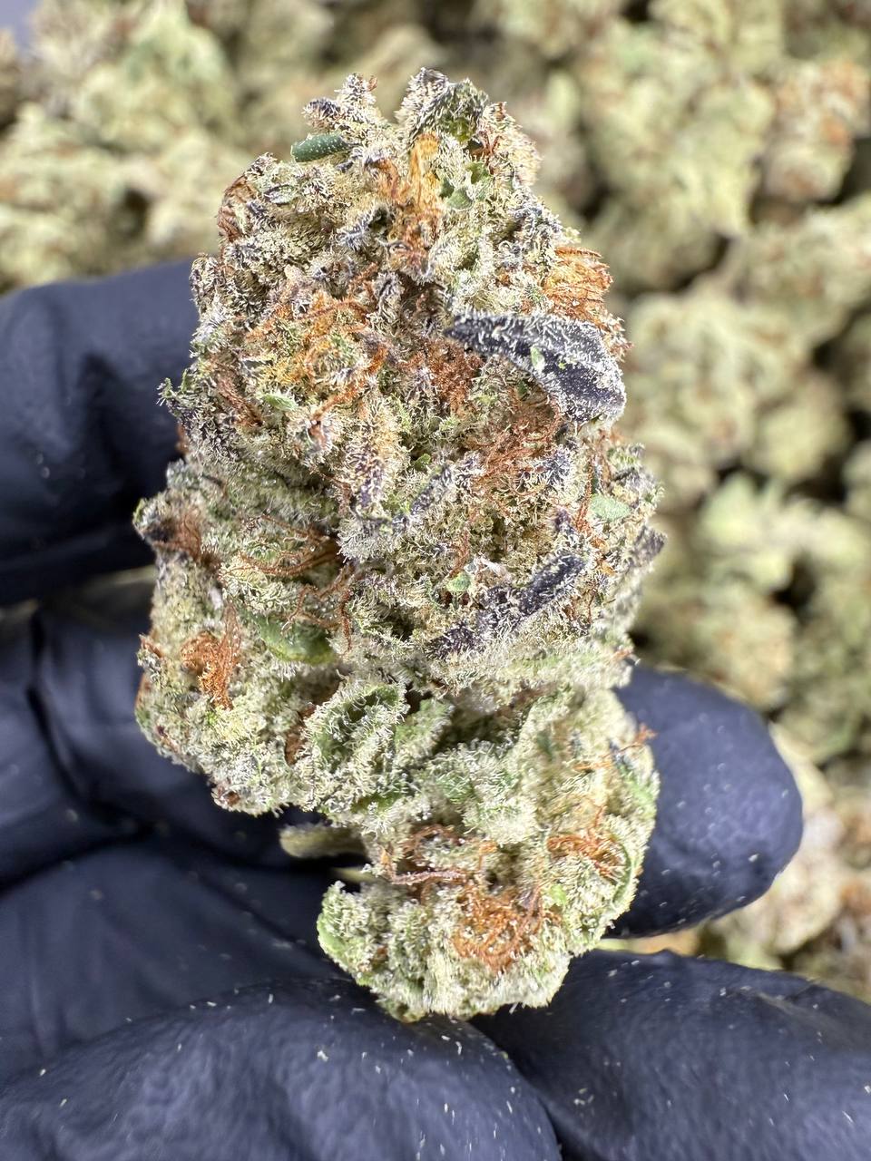 Cookies and Cream - THCA Flower - Sungrown Top Cut